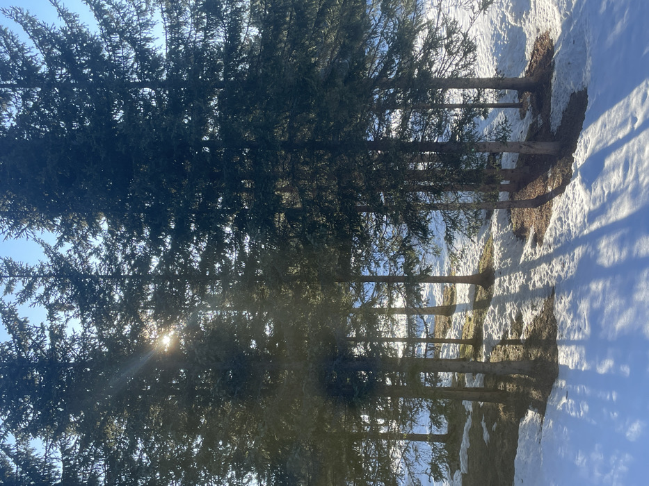 The image depicts a winter landscape in Palež, Montenegro. A dense stand of coniferous trees, likely spruce or fir, occupies the majority of the frame, extending from the foreground into the midground. The trees are tall with dark green foliage, and sunlight penetrates the canopy from the upper left, creating a prominent sunburst effect. The ground is partially covered in white snow, with significant patches of exposed brown earth and dry vegetation visible, particularly on the gentle slope between the tree bases. Long, sharp shadows from the trees are cast across the snow-covered terrain towards the lower right and foreground. The sky, visible through and above the tree canopy, is clear and blue. No individuals or animals are present.