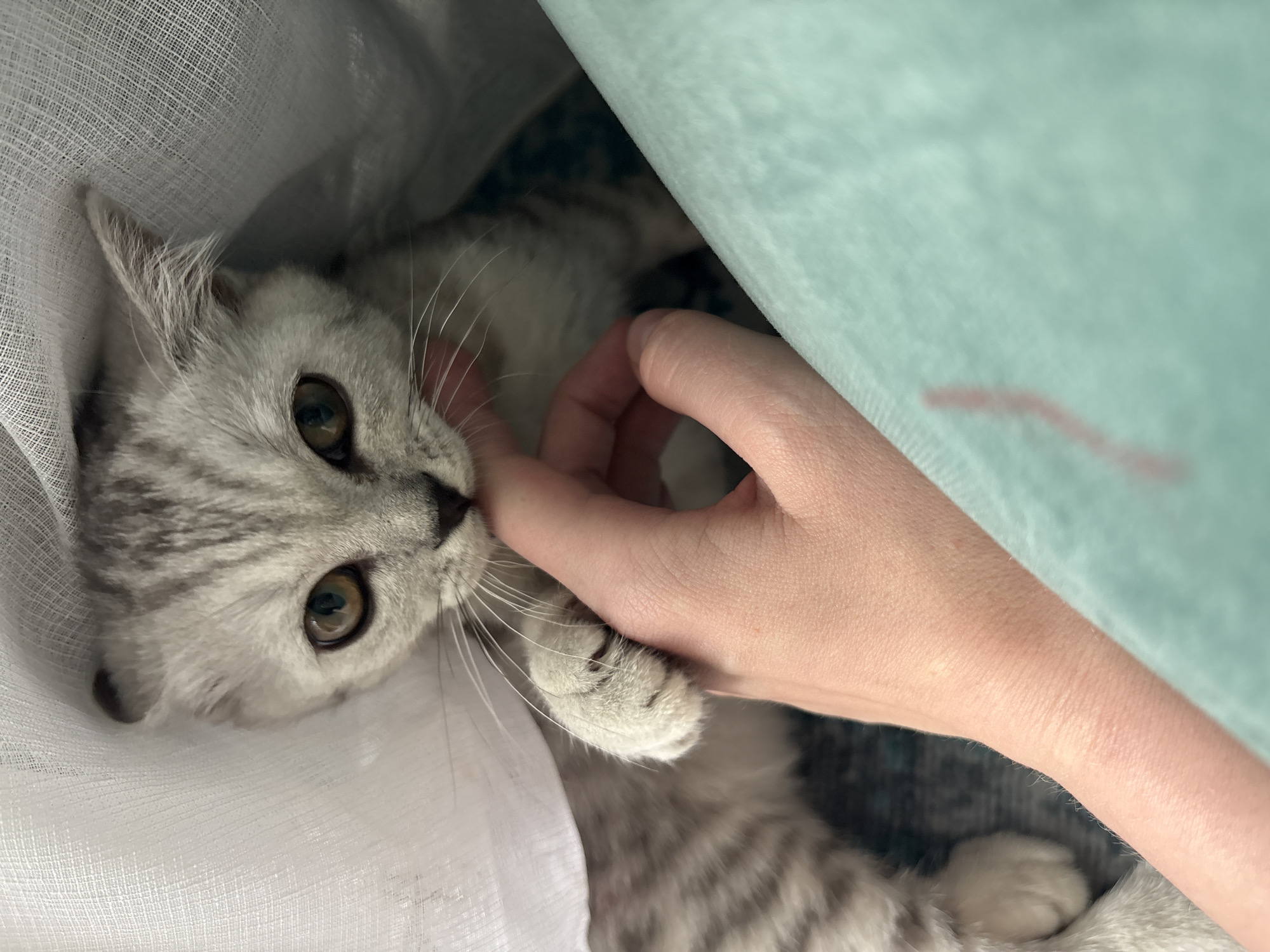 A silver tabby kitten is being petted. A fair-skinned human hand is gently touching the kitten's nose. The kitten is lying down, partially covered by a white, semi-transparent fabric and a light blue fabric. The background appears to be a textured surface. The location is unknown and there is no information suggesting it is in Izhevsk, Russia.