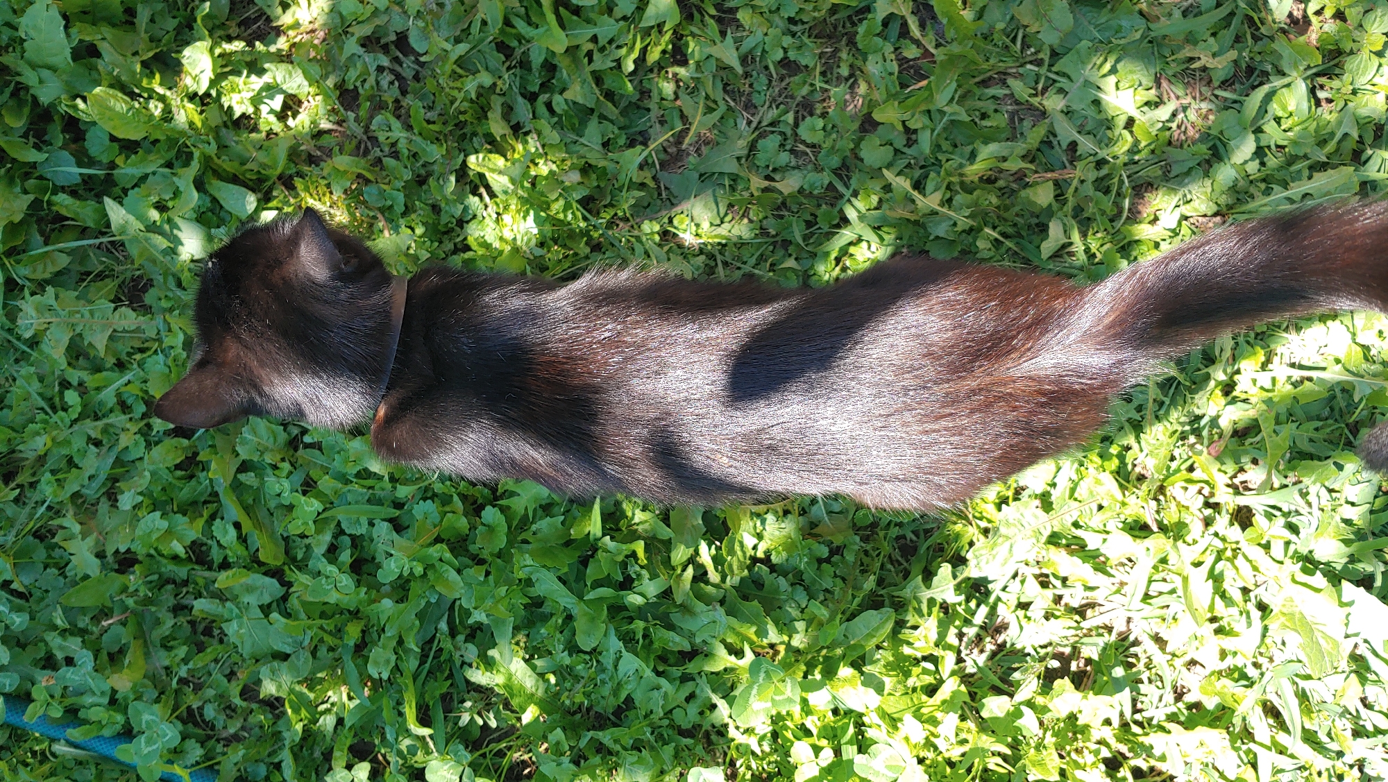 A black cat with a brown collar is lying on its side in green grass. The cat is facing to the right of the frame, with its head turned away from the camera. Sunlight is casting shadows across the grass and the cat's fur. The grass appears to be a mixture of different types of plants, some with broad leaves and others with smaller, clover-like leaves. A small section of a blue hose is visible in the upper left corner of the image. The scene is outdoors in a grassy area. The location in Mukachevo, Ukraine is not determinable from the image.