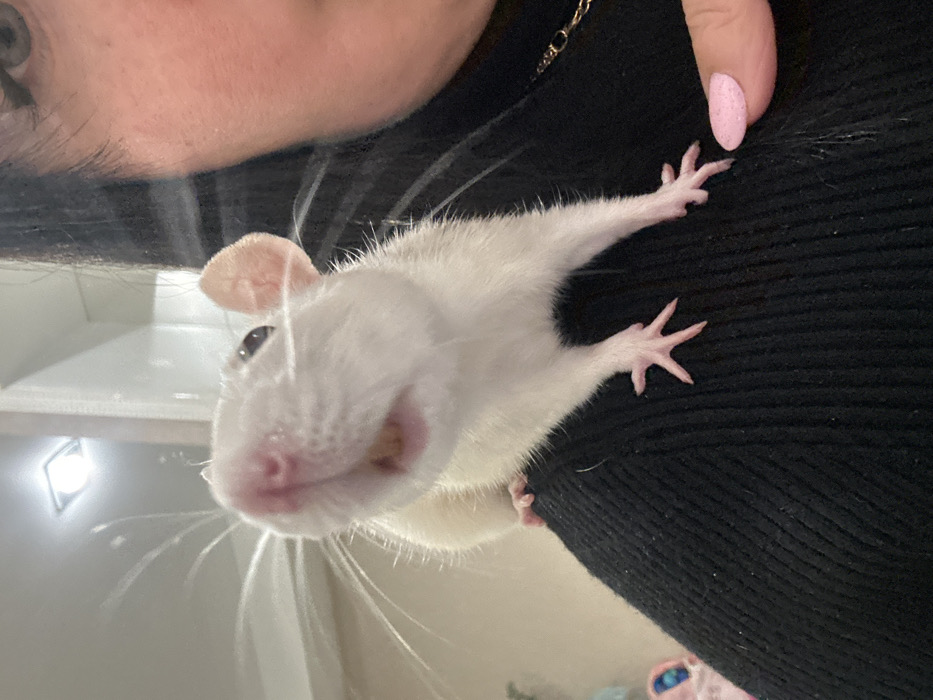 A white rat is perched on a person's black sweater. The rat's pink nose is in focus, and its whiskers are prominent. Its small pink toes are spread, gripping the fabric. The person's skin and a pink fingernail are visible at the top right of the frame. A chain is visible around the person's neck. The rat's ear is visible in the upper left, and a light fixture can be seen in the background.