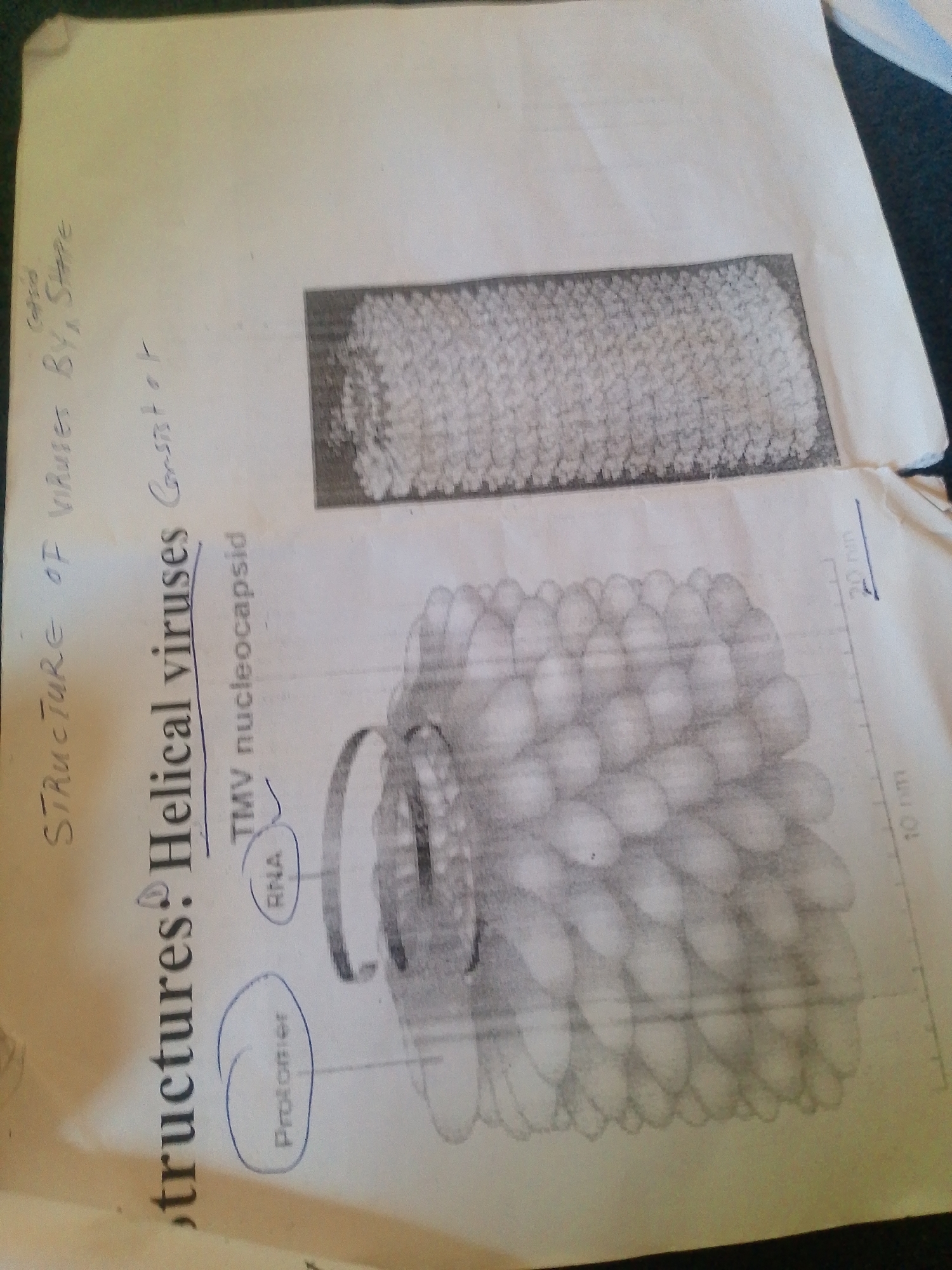 The media file shows a close-up, slightly angled view of a piece of paper with handwritten notes and diagrams related to virus structures. The primary subject is the information on the paper itself, which appears to be educational material.
The paper displays the title "STRUCTURE OF VIRUSES BY SHAPE". Below this, it elaborates on "Helical viruses" and mentions "TMV nucleocapsid". There are also labels for "RNA" and "Protomier", with one diagram illustrating a helical structure and another showing a more compact arrangement of subunits. A scale bar indicating "10 nm" and "20 nm" is visible on the right side, suggesting the diagrams represent microscopic structures.
The handwriting is in English, and the style suggests a student's notes or a handout. The overall setting is a flat surface, likely a table or desk, with a dark background visible at the edges, possibly indicating a workspace or a room. There are no people, specific weather conditions, or time of day cues. The emotion conveyed is purely informational and educational. The location context of Jalingo, Nigeria, does not provide any visual cues within the image itself.