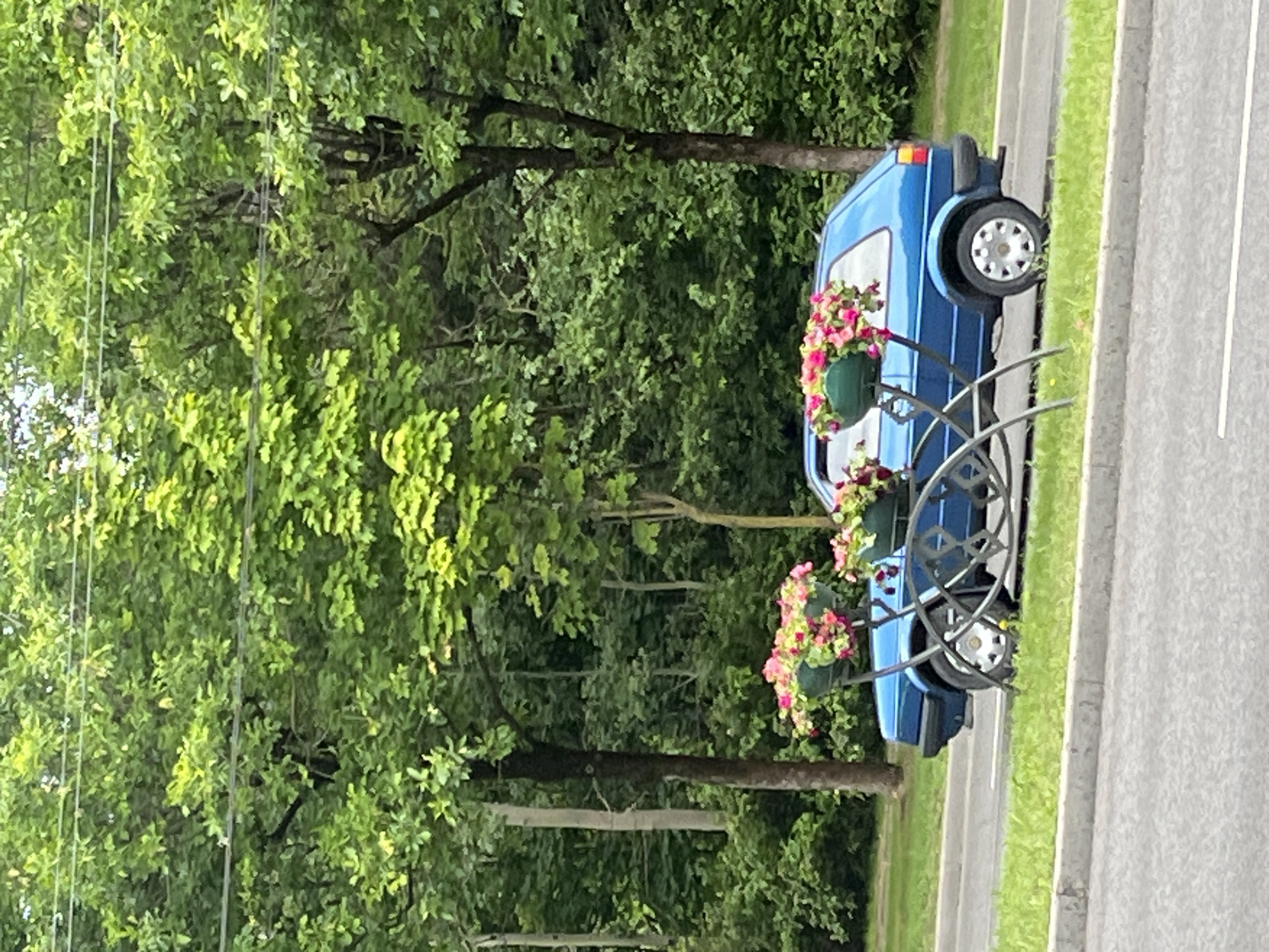 A blue Volkswagen Golf Mk2 is parked on a paved road in what appears to be a park or tree-lined area. The car is positioned to the right of two decorative metal stands holding potted pink and white flowers. The background consists of dense green trees and foliage, suggesting an outdoor setting with ample vegetation. The sky is not visible. The image is taken from a slightly low angle, focusing on the car and the floral displays. The overall scene is tranquil and picturesque.