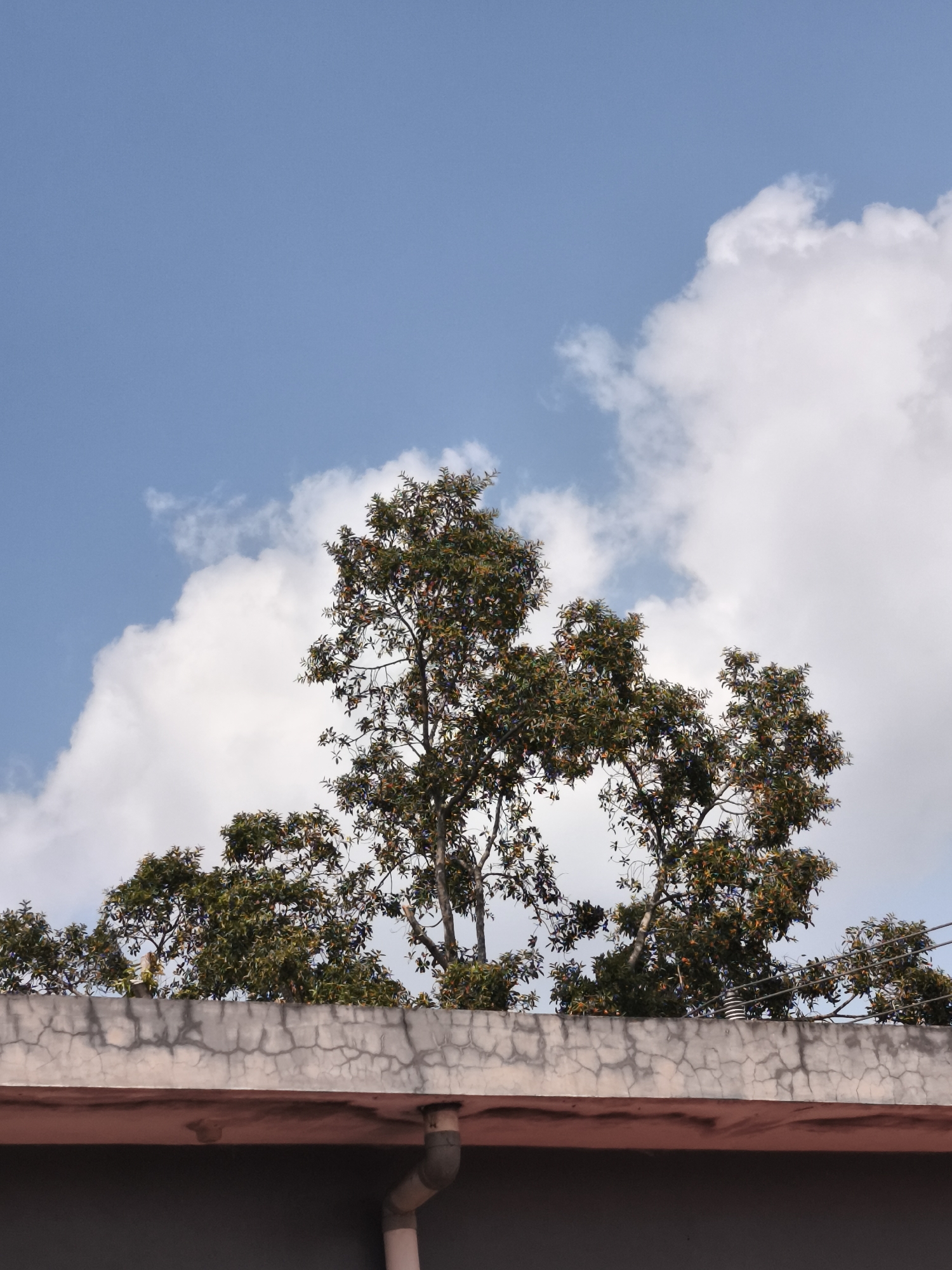 A low-angle shot captures the tops of trees and a cloudy blue sky, with a cracked concrete ledge in the foreground. The ledge appears to be part of a building in Yogyakarta, Indonesia. The trees have dense green foliage with hints of orange and yellow. A downspout is visible on the right side of the ledge.