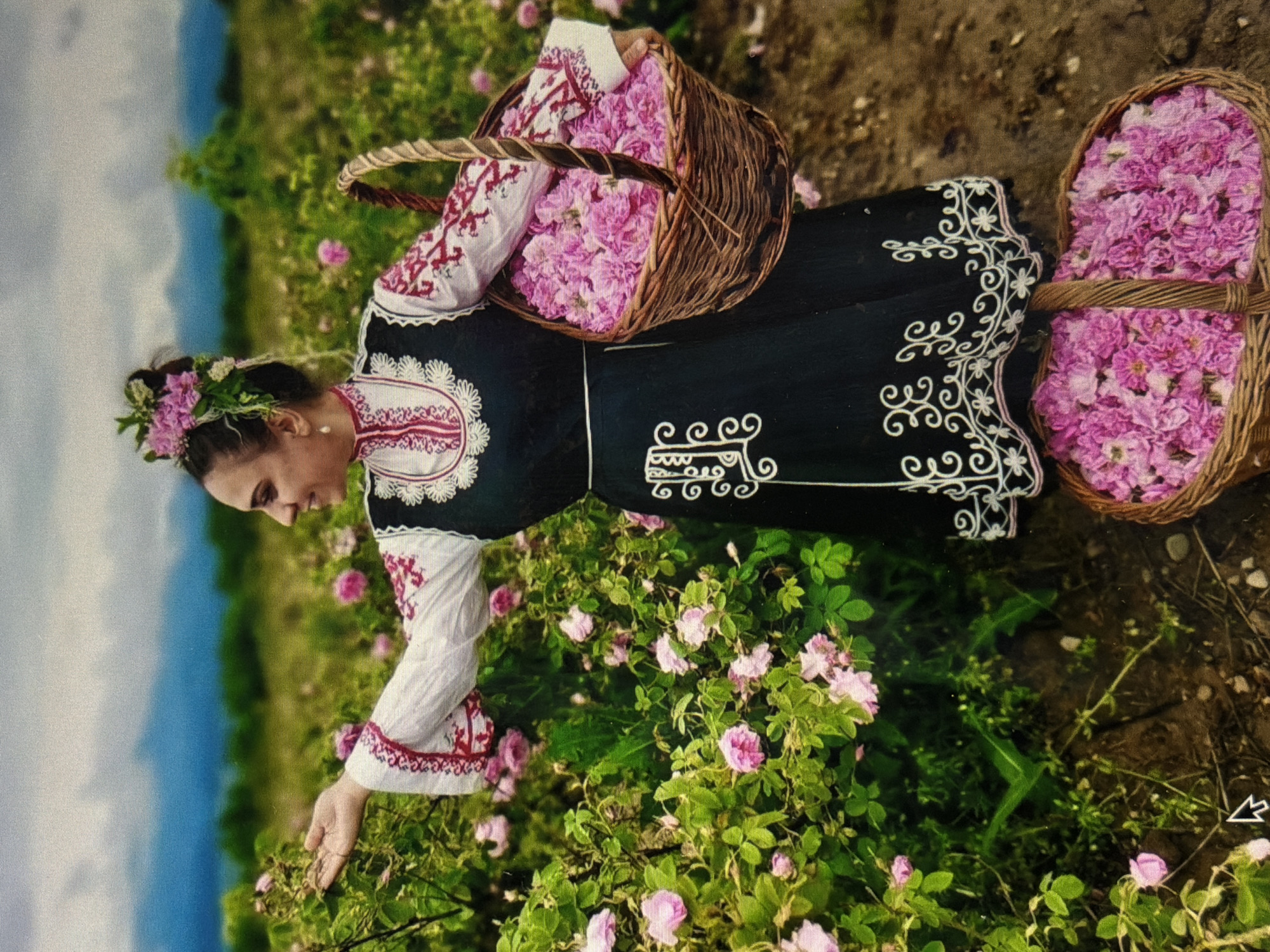 A woman in traditional Bulgarian dress stands in a field of pink roses under a cloudy sky. She is wearing a white blouse with red embroidery on the sleeves and collar, and a dark vest over it. A woven basket filled with pink roses rests on her right hip, and another basket of roses is on the ground in front of her. Her hair is adorned with pink flowers. She is reaching out to touch a rose bush. The background shows a field of roses and distant mountains. The overall scene depicts rose harvesting.
