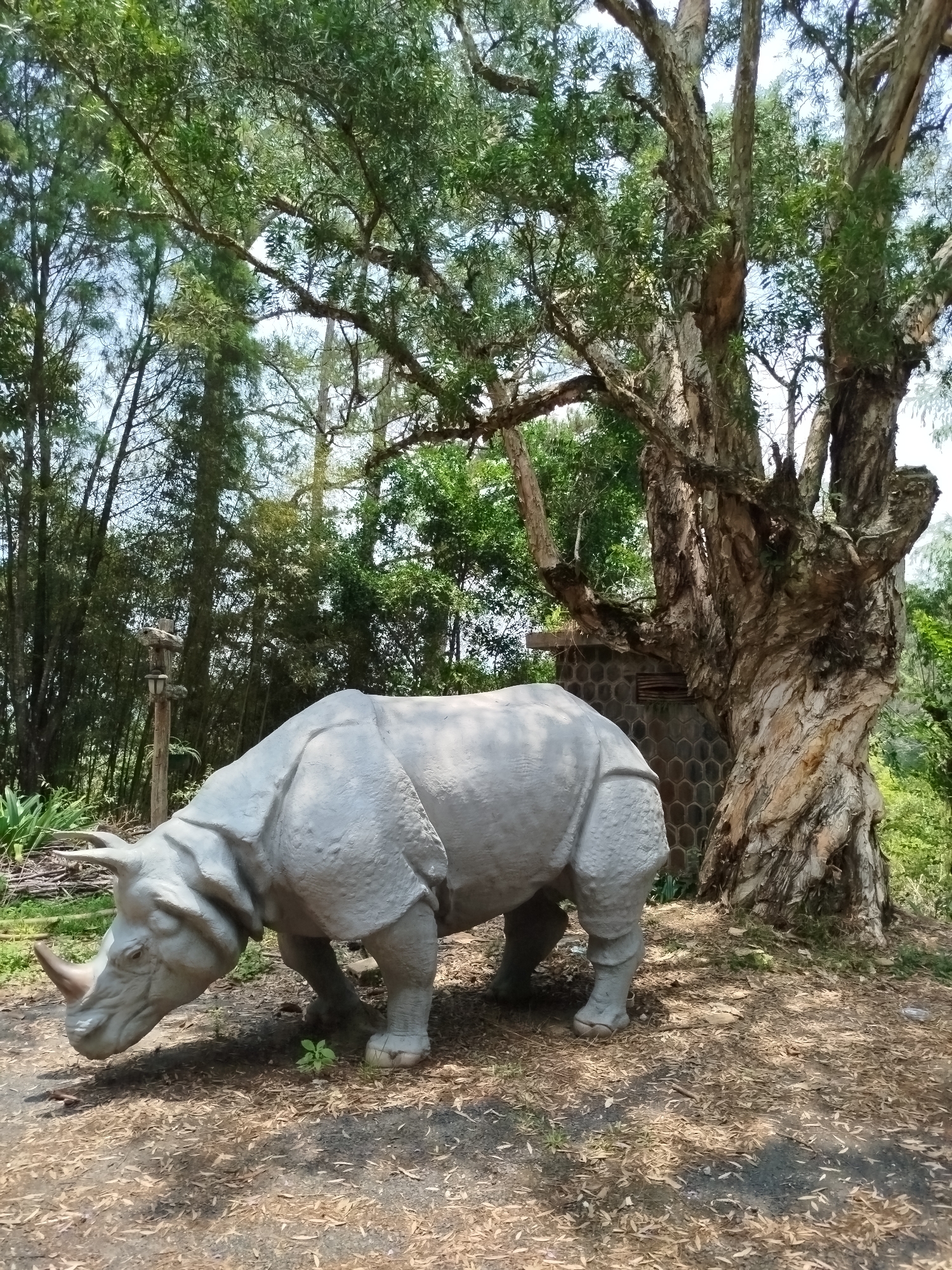 The image shows a concrete rhino statue in a park-like setting, possibly in Lang Biang - Đà Lạt, Vietnam. The rhino is gray and positioned in the foreground, facing left with its head lowered as if grazing. Behind the statue, there is a large, gnarled tree with green foliage, and behind that, a cluster of thinner trees and bamboo. A textured stone wall or structure is partially visible behind the tree. The ground is covered in leaves and dirt. The weather seems clear and sunny. A wooden signpost can be seen near the bamboo and the tree.