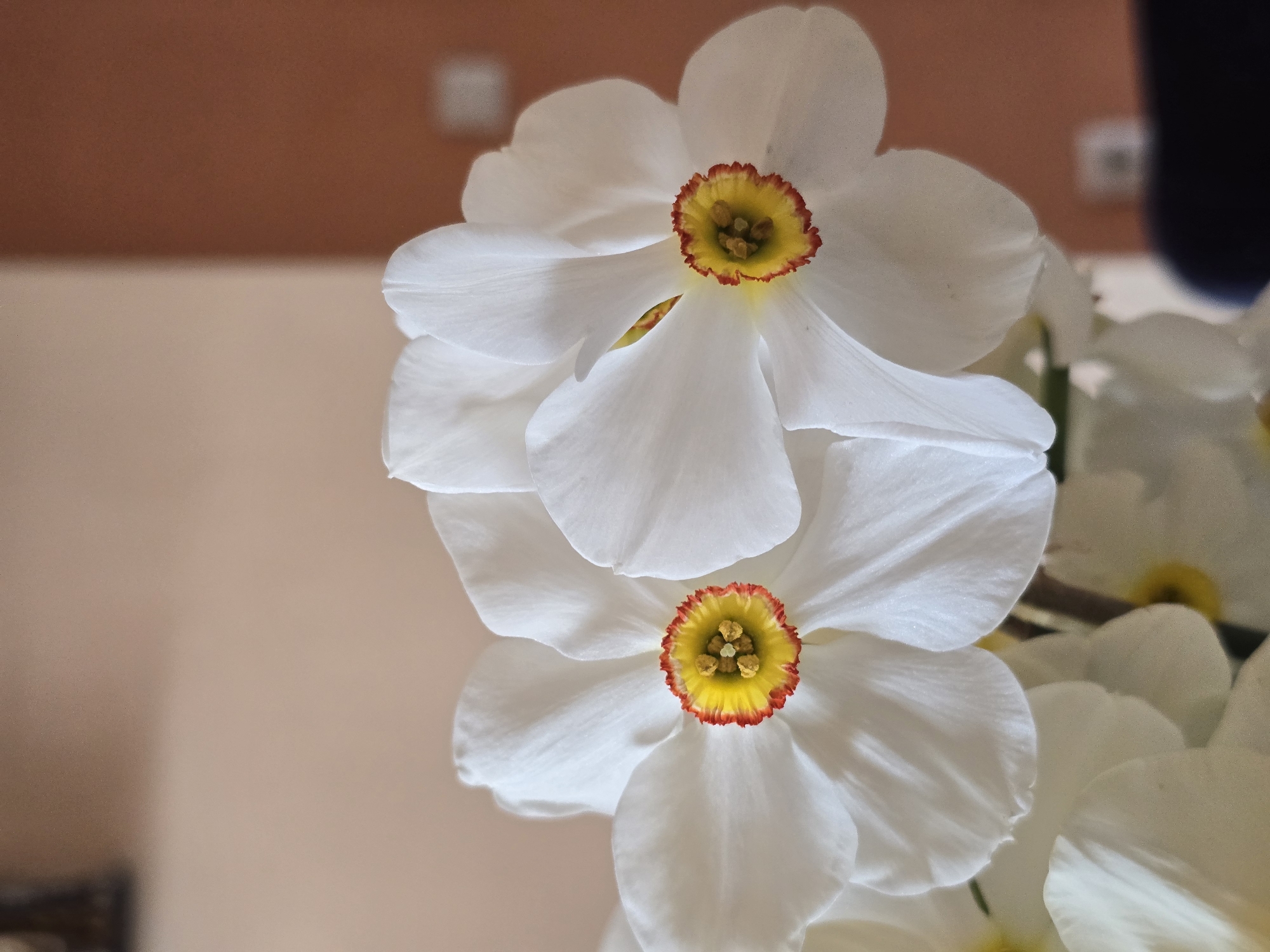 The image showcases a close-up of several white narcissus flowers with yellow and red centers. Two blossoms are in clear focus, stacked one above the other, while others are blurred in the background. The background is a light peach or beige color at the bottom, transitioning to a darker brown hue near the top. The composition highlights the flower's details, with a shallow depth of field emphasizing the textures and colors of the blooms. The location, Burgas, Bulgaria is unknown.