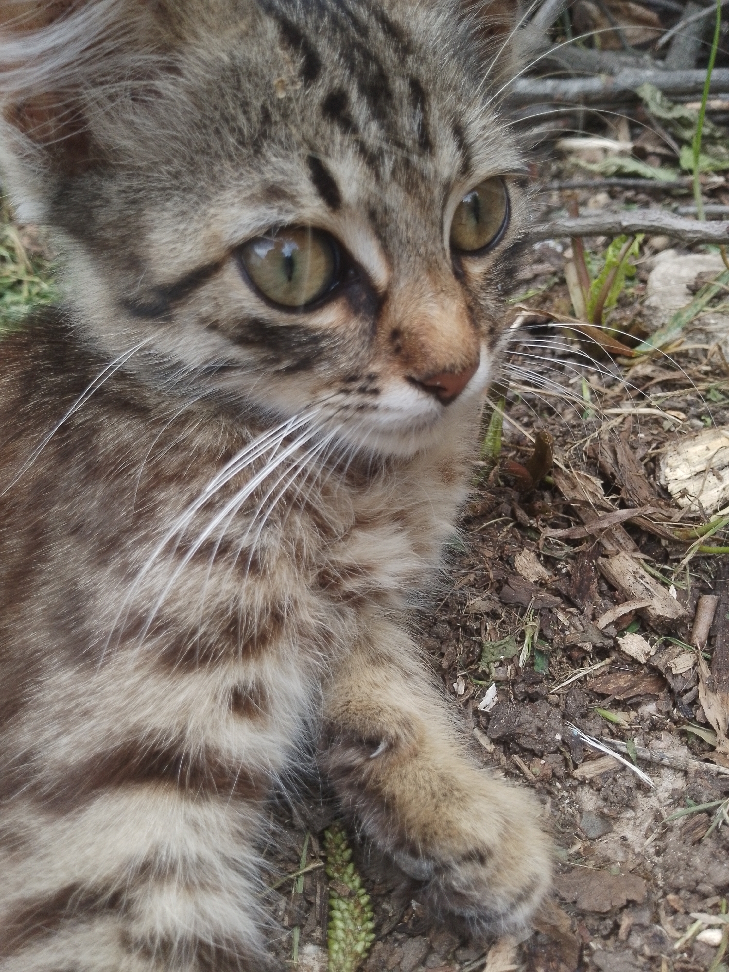 An extreme close-up, eye-level, outdoor shot captures a young tabby kitten lying on a surface of dirt, wood chips, and dry leaves. The kitten, facing right, has green eyes and visible white whiskers. Its fur displays a pattern of brown and tan stripes. The background consists of dirt, twigs, and patches of green grass and vegetation. The lighting suggests it is daytime.