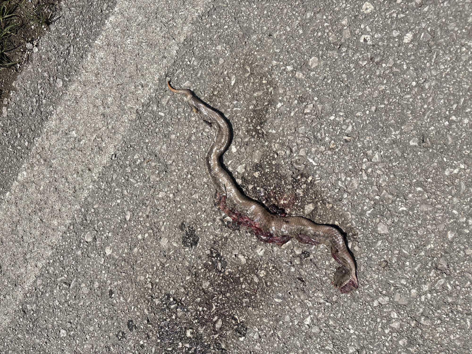 An elongated, deceased snake lies on a coarse-grained asphalt pavement in the city of Unknown, Unknown, under bright daylight. The snake's mid-section exhibits severe traumatic injury, with its body cavity torn open, exposing dark red internal tissues and coagulated blood. Significant bloodstains are visible on the asphalt around the injured area and extending slightly along the snake's body. The scales of the snake are visible on the relatively intact portions of its body, displaying a mottled pattern of brown and grey. The head and tail ends of the snake appear to be largely intact, with the tail curving upwards slightly at its tip. No individuals or other distinct objects are present in the immediate vicinity of the snake. The pavement shows typical wear and scattered small debris, with a hint of dried vegetation visible at the upper right edge of the frame, suggesting proximity to a roadside or natural boundary.