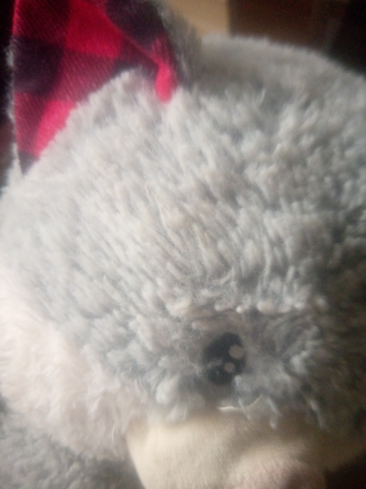 A close-up, slightly blurry photograph shows the head of a stuffed animal, possibly a fox or wolf, wearing a red and black plaid scarf. The fur of the stuffed animal is primarily gray with some white around the snout area. A dark eye is visible on the right side of the image. The background is out of focus and appears to be indoors, with some warm-toned surfaces suggesting furniture or walls. No location in Jauro Yinu, Nigeria, is depicted in this image.