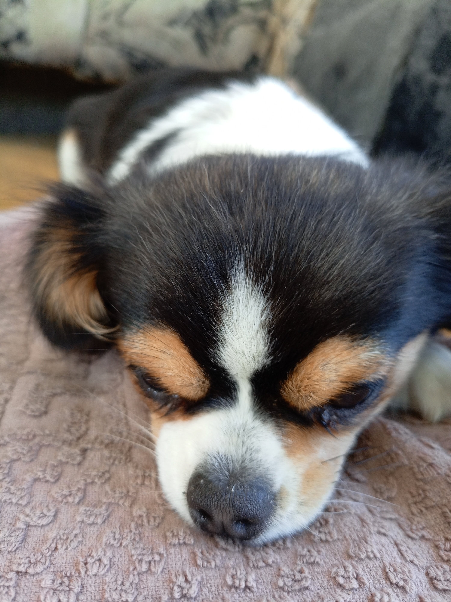 A close-up, eye-level shot features a small dog with black, white, and tan markings resting on a textured, light brown fabric. The dog's eyes are closed, and its head is angled downwards, with its nose resting on the fabric. The background is blurred, showing hints of a sofa with a patterned upholstery. The dog's fur is detailed, with fine hairs visible around its ears and face. The overall lighting is soft, suggesting an indoor setting. The image appears to be taken in the city of Berezy SNT, Russia.