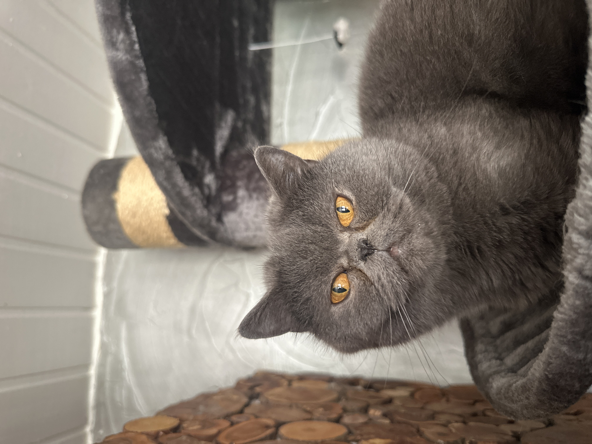 A grey cat with bright orange eyes is looking directly at the camera from a plush cat tree perch. The cat has a flat face and short fur. The background is blurred, but appears to be an indoor setting with a textured wall and part of a scratching post visible. The location is Siuntio, Finland.