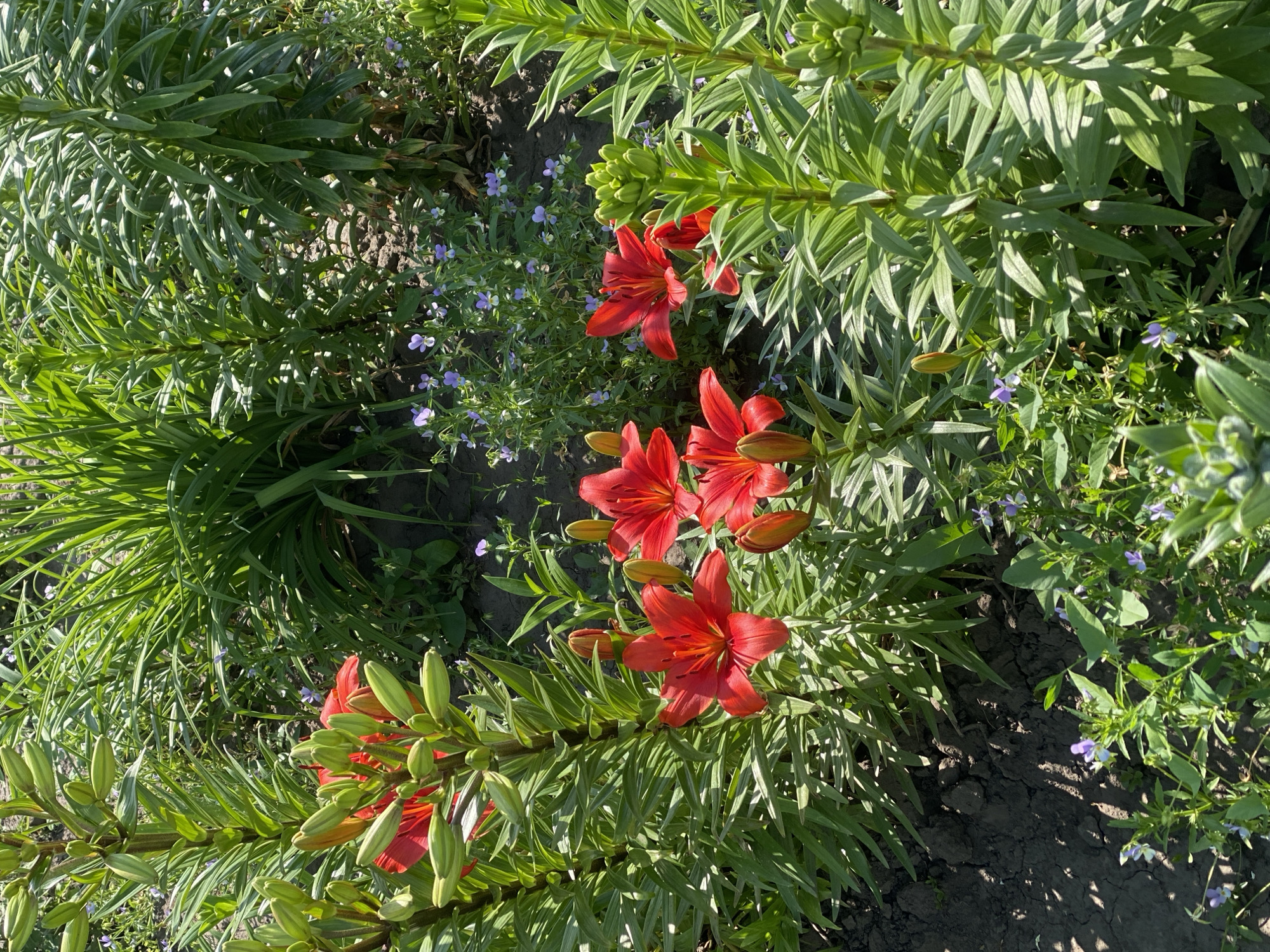 This image depicts a vibrant garden scene in Ustyvytsia, Ukraine. The foreground is dominated by several tall lily plants with lush green foliage and bright red blooms. The lilies are in various stages of development, with some fully open flowers and others still in bud. Small, delicate purple wildflowers are scattered among the lily plants and along the soil. The ground is dark, rich soil, indicating it's a cultivated garden bed. Sunlight casts dappled shadows across the scene, suggesting it is a bright, sunny day. The background consists of more dense green foliage, possibly other garden plants or natural vegetation. No people or animals are visible in the image.