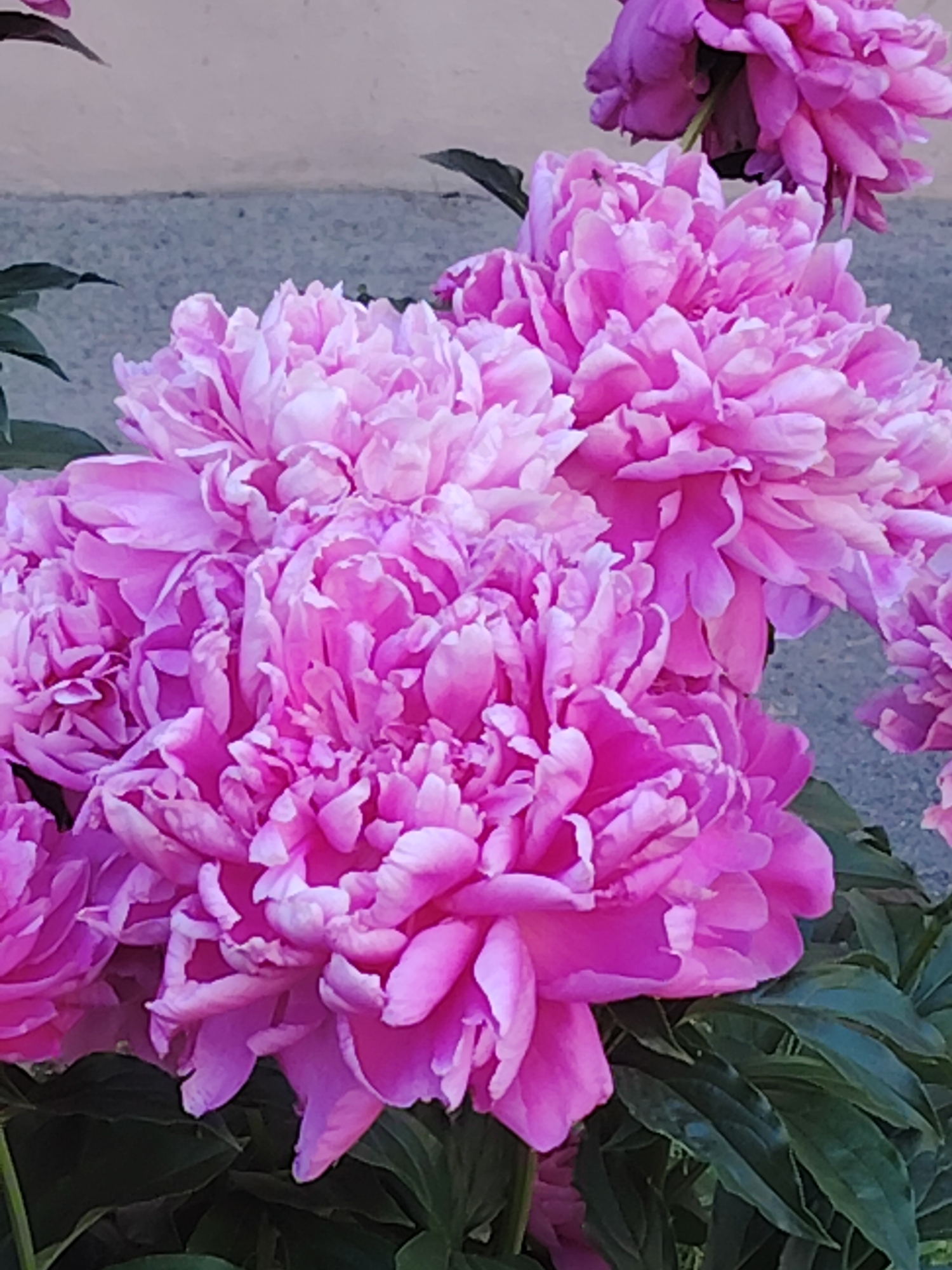 This is a close-up, eye-level, vertical shot of a cluster of vibrant pink peonies. The flowers are the dominant subject, with their densely packed, ruffled petals filling most of the frame. The lighting suggests it is daytime, and the weather appears clear, allowing the rich colors of the flowers to be prominent. The background is a textured, muted gray wall, which provides a neutral backdrop that makes the pink of the peonies stand out. Some dark green leaves are visible at the bottom and sides of the image, adding to the natural setting of the flowers. The overall impression is one of natural beauty and the full bloom of a garden. There is no text visible in the image.