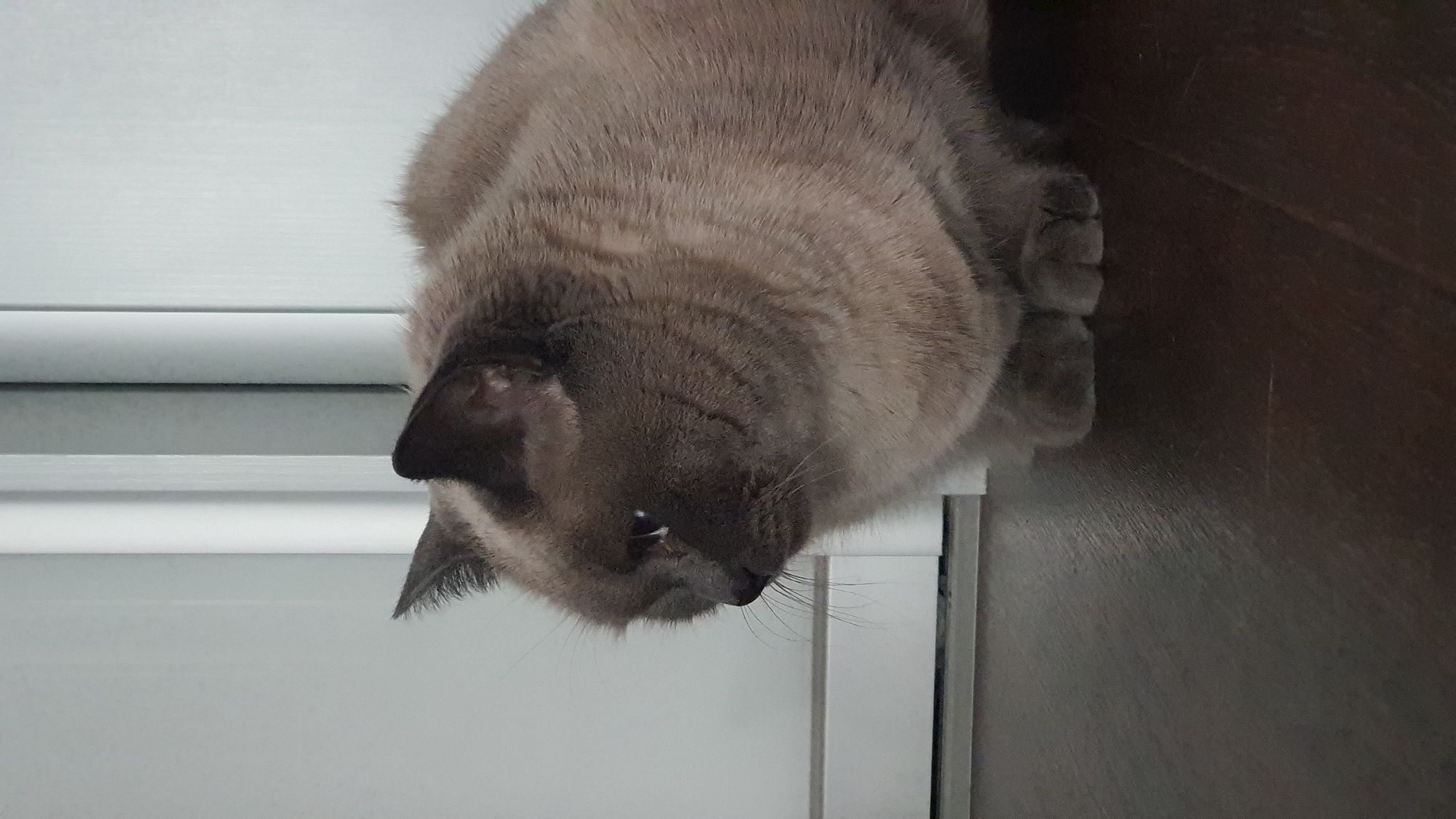 A light brown cat with dark ears sits on a dark brown wooden floor. The cat is facing left, with its head turned slightly down. Behind the cat are vertical white blinds and a white door. The scene is indoors.