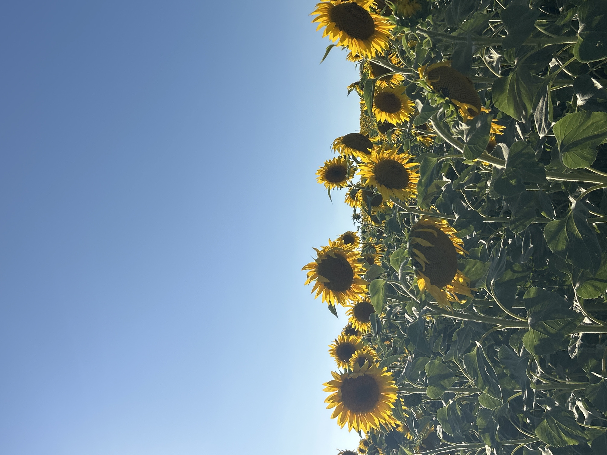 This is a vertical, low-angle, medium shot of a sunflower field under a clear blue sky in Untergruppenbach, Germany. The foreground is dominated by large, vibrant sunflowers with bright yellow petals and dark centers. Many of the sunflowers are facing the sun, while others are partially obscured by their large, green leaves. Some of the sunflowers are in full bloom, their heads held high, while others are beginning to droop. The stems are thick and green, and the leaves are broad and textured. In the background, more sunflowers stretch towards the horizon, creating a dense field. The sky is a uniform, cloudless blue, with a slight gradient towards lighter blue at the horizon. The lighting suggests it is daytime, with the sun casting bright highlights on the sunflowers and their leaves. There are no people or man-made structures visible in the frame.
