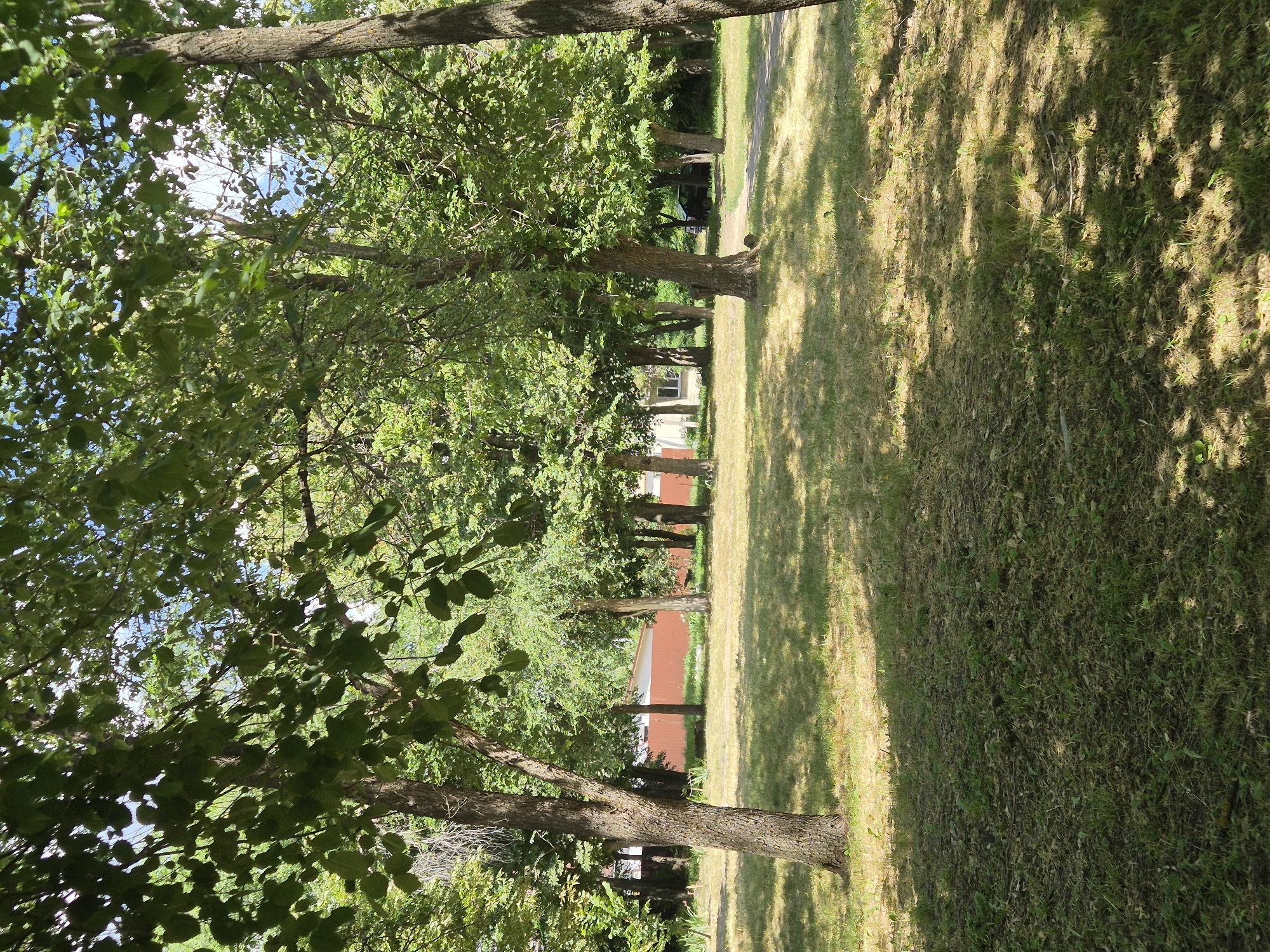 A sunlit scene unfolds on a grassy lawn, with trees casting dappled shadows. In the background, several red buildings with white trim are visible, suggesting a park or residential area. A path, barely visible beneath the grass, suggests a walkway. The time of day appears to be midday, with bright sunlight and clear skies, indicated by the strong shadows and illuminated grass. The overall mood is peaceful and serene, evoking a sense of natural beauty and tranquility.