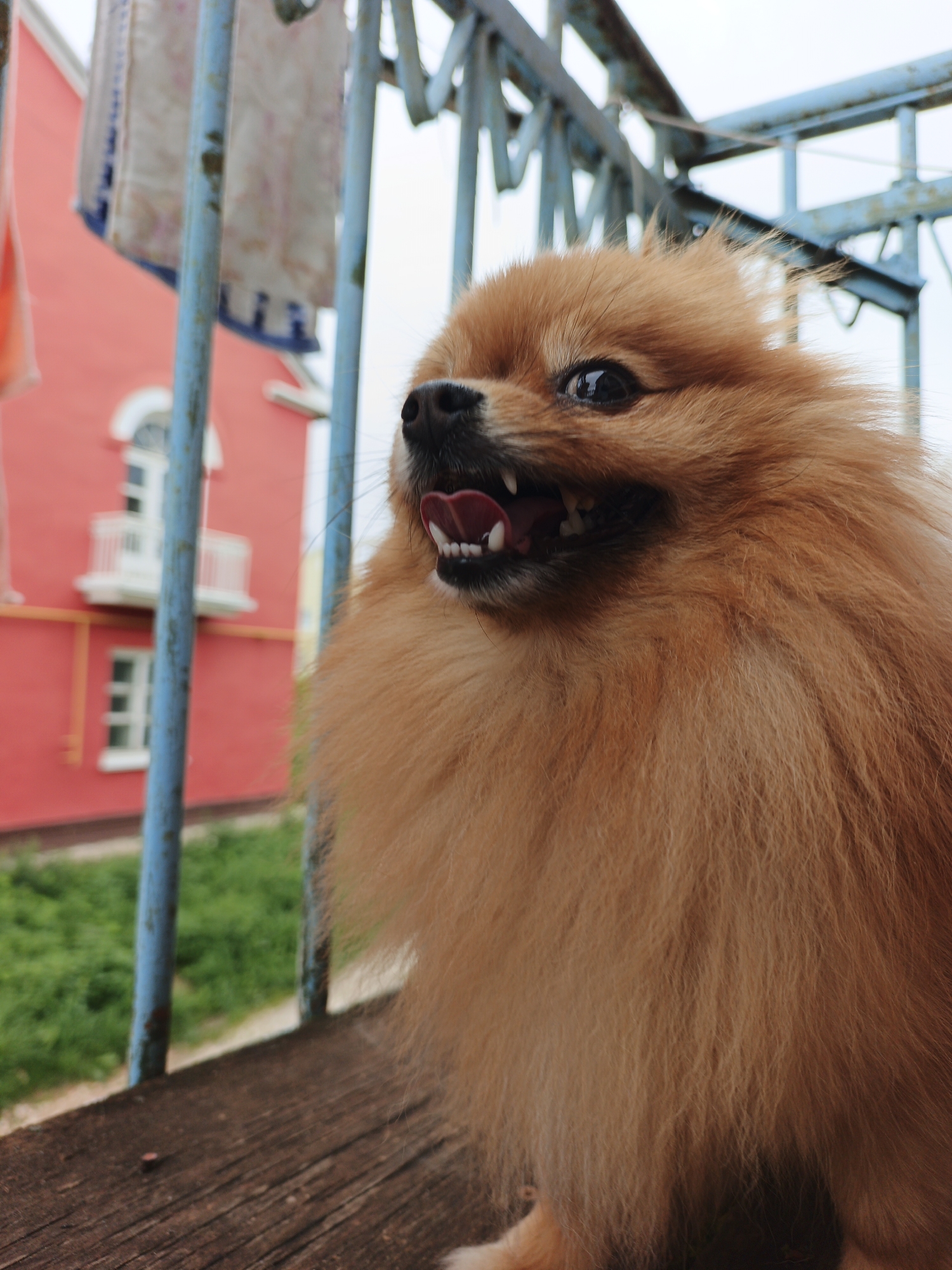 A close-up, low-angle shot features a fluffy Pomeranian dog with its mouth open, panting. The dog is positioned on a weathered wooden surface, with a blue metal railing in the foreground and background. Behind the railing, a bright red building with white-trimmed windows and balconies is visible, along with some green foliage. The sky above is overcast. The scene appears to be set on a balcony or outdoor platform in Medvedyovka, Russia.