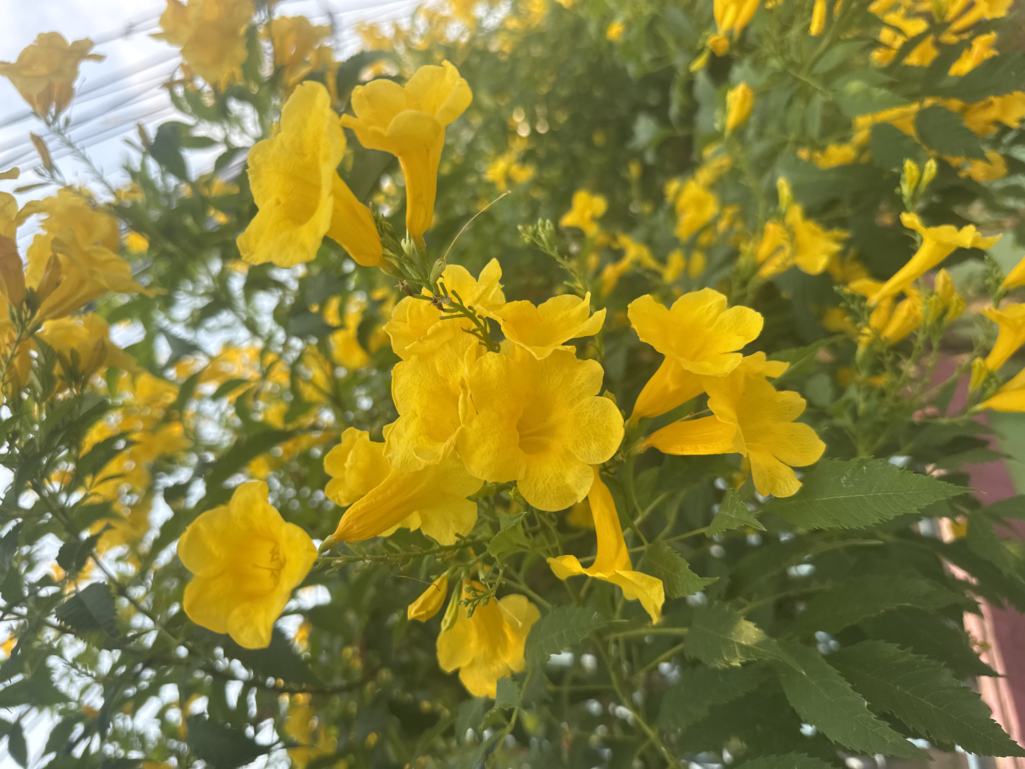 This close-up image showcases a vibrant array of bright yellow, trumpet-shaped flowers, likely Yellow Bells (*Tecoma stans*). The flowers are abundant, forming dense clusters and appearing individually across the frame. Several blossoms in the foreground are sharply in focus, revealing their delicate petals and tubular structure, while others in the background are softly blurred, creating a natural depth of field.
Lush green leaves with serrated edges are interspersed among the yellow flowers, contributing to the overall verdant appearance of the plant. The background is a soft blend of more yellow flowers and green foliage, all bathed in natural light. In the upper left corner, faint, blurry lines that appear to be overhead wires or cables are visible against a bright, light-colored sky.
The scene is captured during the daytime, under clear and bright weather conditions, with the lighting suggesting either morning or late afternoon due to its gentle illumination and lack of harsh shadows. The vibrant yellow color of the flowers conveys a cheerful and lively mood. The location context indicates this natural beauty is found in Pattaya City, Thailand. There is no visible text in the image.