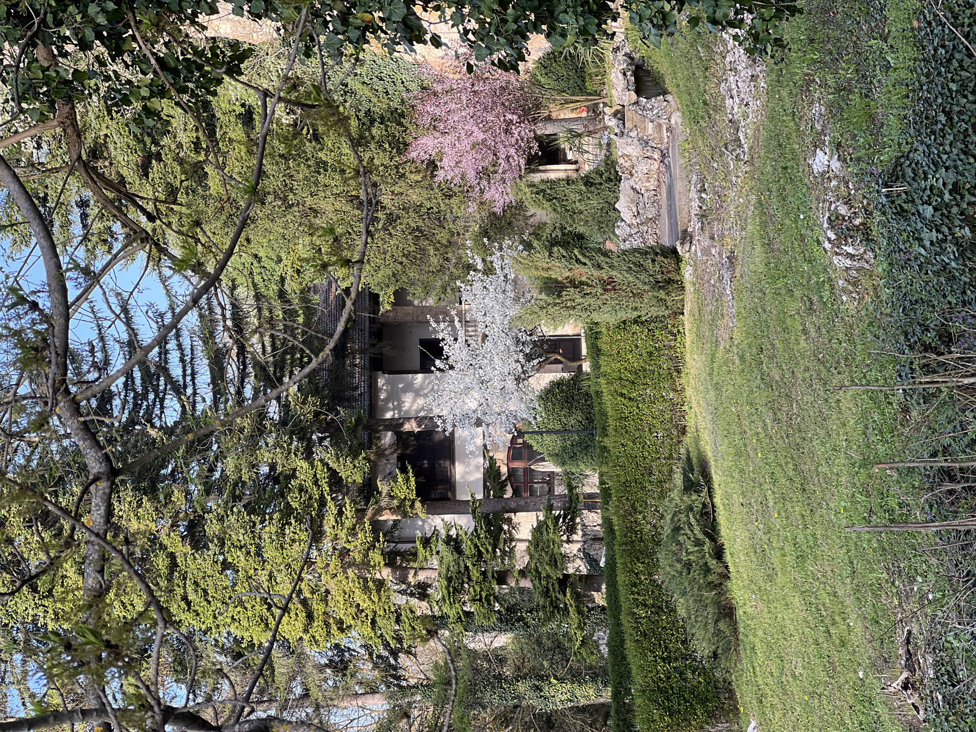 This media file captures a lush, multi-layered garden or park scene, likely in Pleven, Bulgaria, during the daytime on a clear, sunny day in early spring.
The foreground is dominated by various trees, including large deciduous trees with bare or sparsely leaved branches, some covered in ivy, and evergreen conifers providing dense greenery. Through the branches, glimpses of a bright blue sky are visible.
In the mid-ground, a multi-story building, possibly a house or villa, is partially obscured by vegetation. Its walls appear to be light-colored stone or stucco, with dark-framed windows and doors. Flanking the building are two prominent flowering trees: one adorned with delicate light pink blossoms, and another with profuse white blossoms, indicating the season. Well-maintained, dark green hedges form boundaries and partitions around the building and along a path.
The right side of the image features a gently sloping grassy area with patches of rocks and moss, creating a natural, somewhat wilder section of the landscape. More hedges and dense foliage are visible towards the edge of this area. A stone-lined path or structure is partially visible leading up the slope.
No people or specific activities are depicted, giving the scene a serene and tranquil atmosphere. No visible text is present. The overall impression is one of a well-tended, vibrant garden or park bursting with the freshness of spring.
