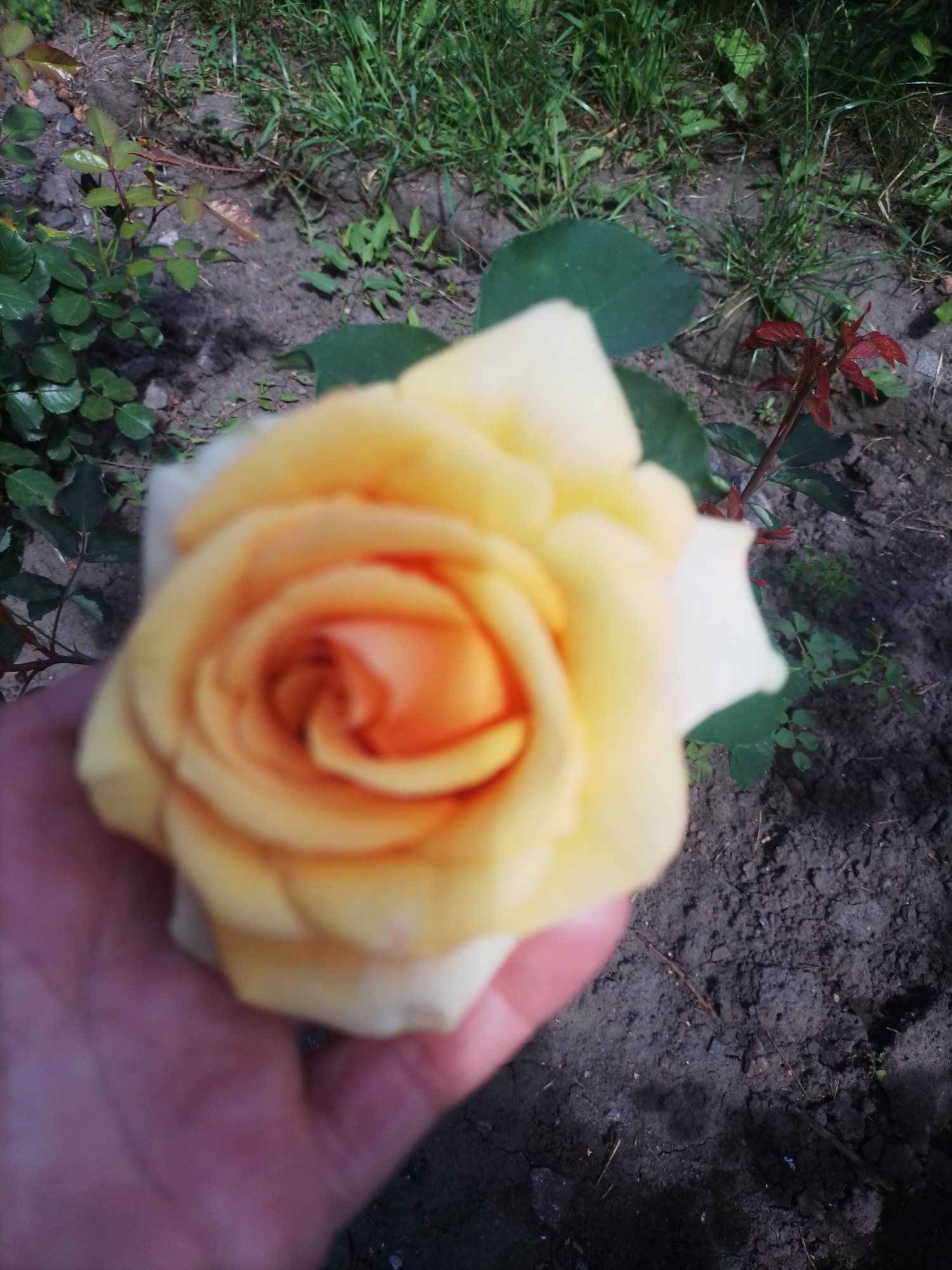 Memory