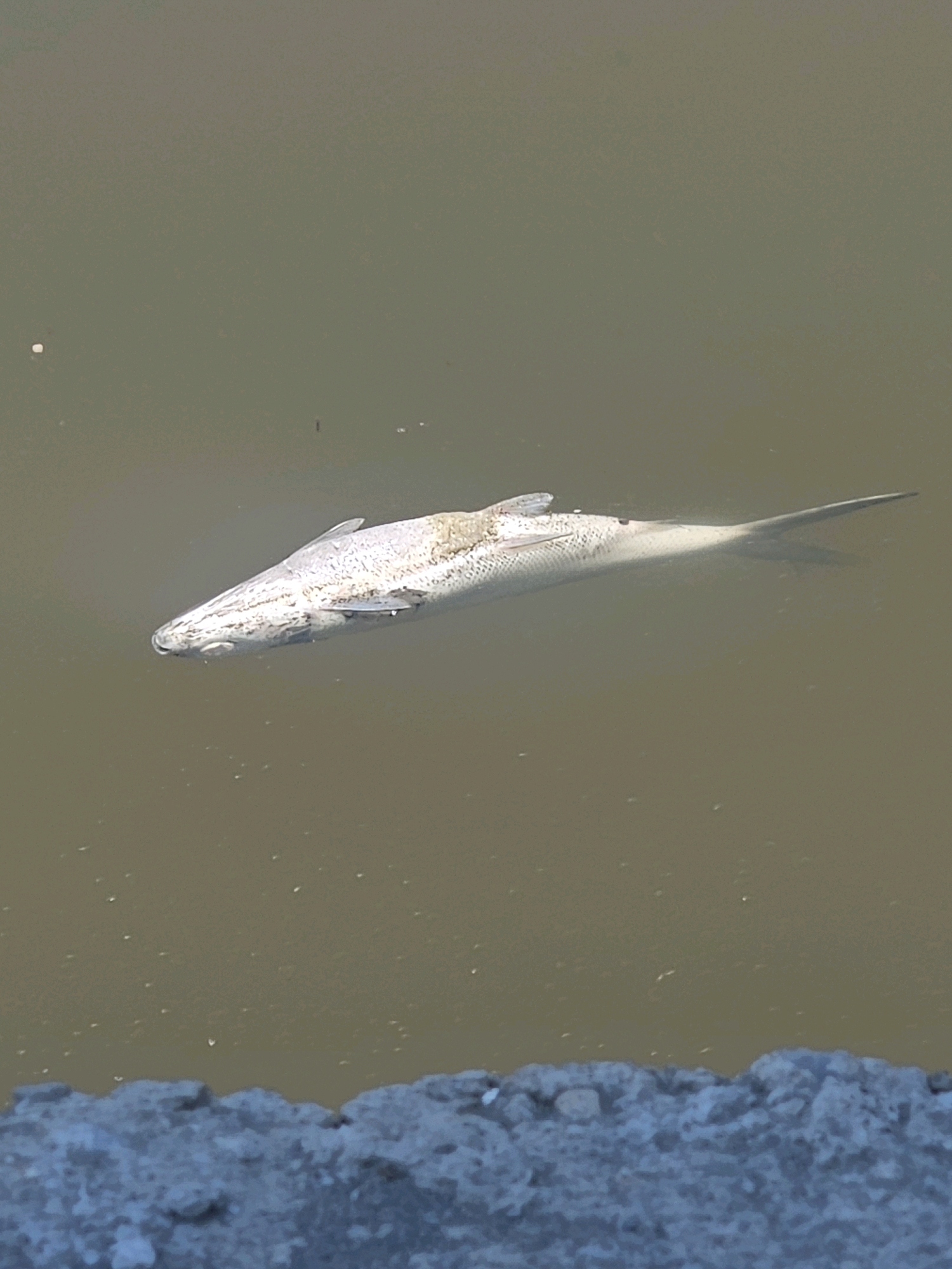 A dead fish floats on the surface of murky brown water. The fish is silver with some dark speckling and appears to be partially decomposed. The water is calm with a few small white specks on the surface, possibly debris or insects. In the foreground, a rough, gray textured surface is visible, which could be a concrete embankment or a similar man-made structure. The scene is outdoors and appears to be in a natural or semi-natural body of water, possibly a pond or slow-moving river. The image is taken from a slightly elevated angle looking down at the water. The context of Taixi Township, Taiwan, suggests this could be a canal or coastal waterway in that region.