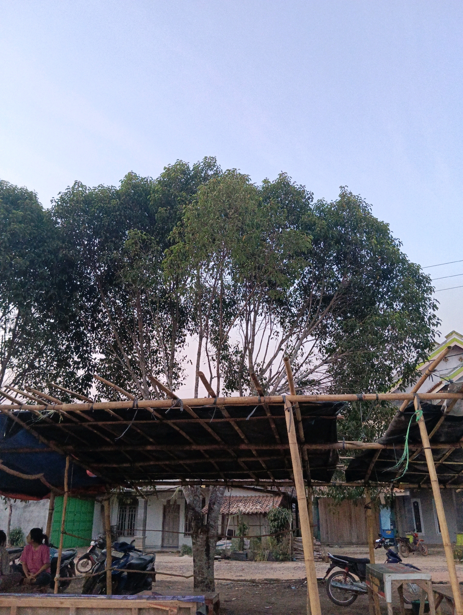 The image depicts an outdoor scene likely in Pematang Jaya, Indonesia, with a focus on a makeshift shelter constructed from bamboo poles and dark fabric or tarp. The shelter is supported by vertical bamboo posts and features a layered roof. Underneath the shelter, two motorcycles are parked. To the left, a person wearing a pink shirt is seated. In the background, several houses with tiled roofs are visible, along with a large tree with dense green foliage dominating the upper portion of the image. The sky is a light, clear blue, suggesting daytime. The ground appears to be dirt or gravel. The scene conveys a simple, rural or semi-rural setting.
