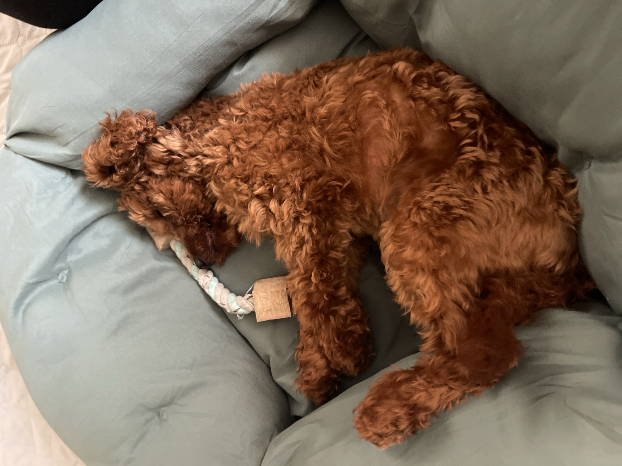 A reddish-brown, medium-sized poodle is lying asleep on a round, blue-green cushion or dog bed. Next to the dog is a knotted rope toy with a small cardboard tag attached. The location is not discernible from the image, and there is no indication it is in Sofia, Bulgaria.