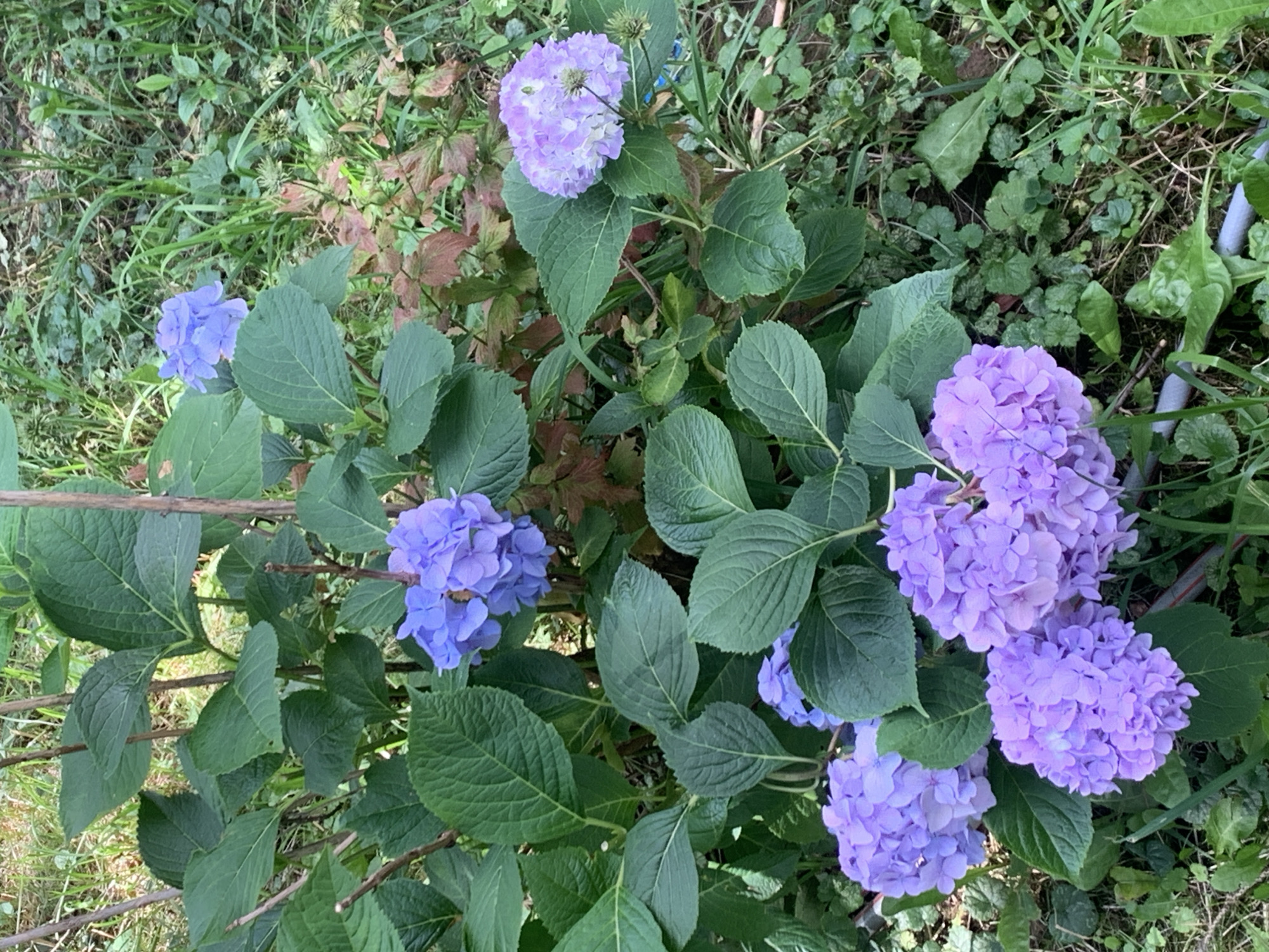 The image shows a close-up view of a hydrangea bush with several clusters of purple and lavender flowers. The flowers are in full bloom, with many individual florets forming large, rounded heads. The leaves of the hydrangea are a deep green, and some have reddish-brown tinges, suggesting they may be older or exposed to more sun.
The bush is situated in an outdoor setting, with a background of lush green foliage, grass, and some dried leaves. The overall impression is one of a natural, somewhat unkempt garden. There are thin, brown branches visible throughout the frame, supporting the flowers and leaves. In the upper right corner, a section of a grey pipe or tube is visible, partially obscured by leaves.
The lighting suggests it is daytime, likely with natural sunlight filtering through the leaves, creating some dappled shadows. The colors are vibrant, indicating a healthy plant. There are no people or animals visible in the image, and no text is present. The scene conveys a sense of natural beauty and the height of summer bloom. Based on the location context, this could be a garden in Kolomyia, Ukraine, during the summer months when hydrangeas are typically in flower.