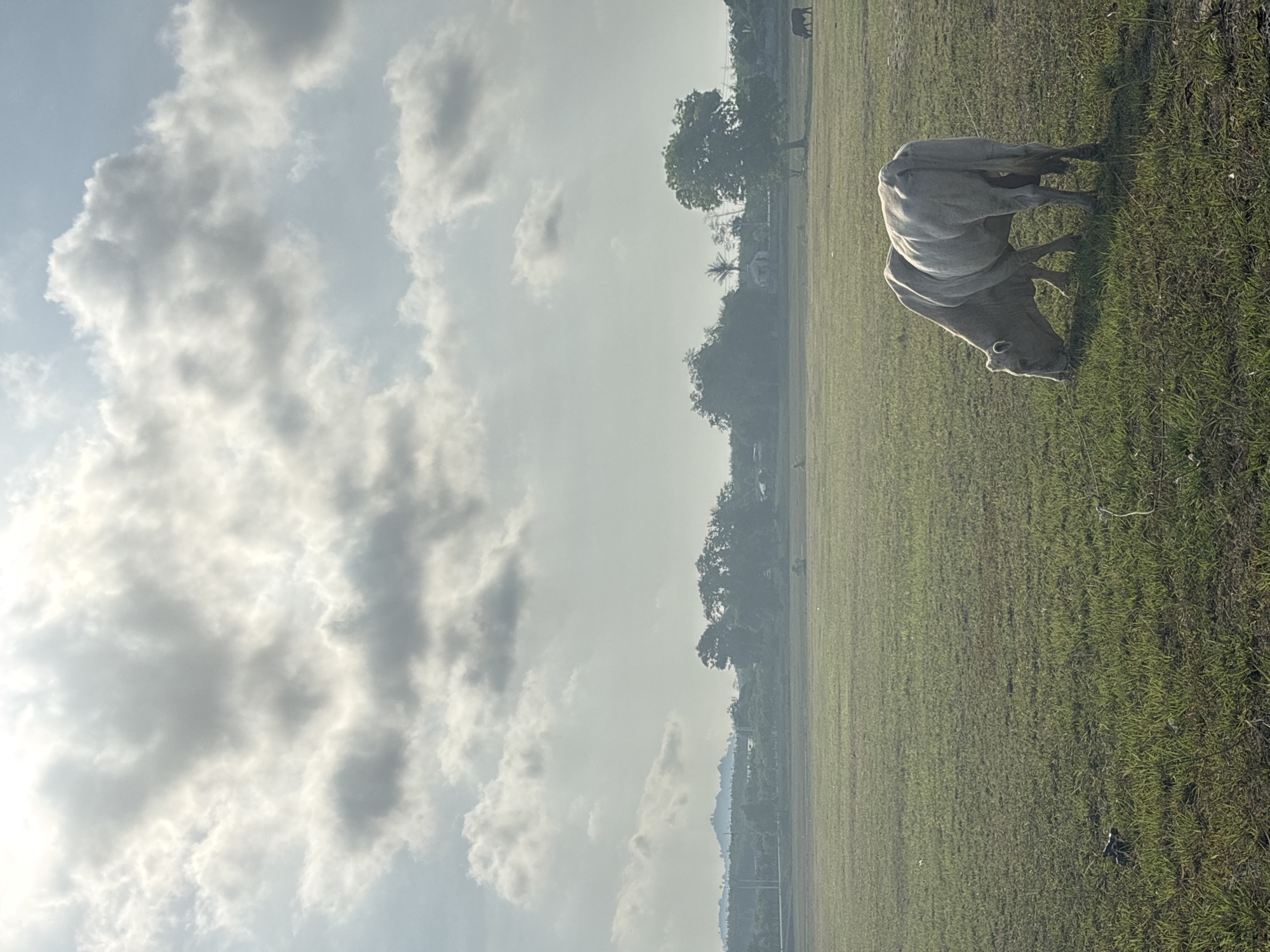 A serene rural landscape features a light-colored cow grazing in a vast green field. The cow, positioned on the right side of the frame, has its head lowered, actively feeding on the abundant grass. The field extends towards the horizon, where a dense line of trees and foliage forms a blurred backdrop. In the far distance, faint outlines of mountains or hills are visible through a slight atmospheric haze. The sky dominates the upper and left portions of the image, filled with numerous soft, diffused white and grey clouds, indicating a partly cloudy day. The lighting is soft, suggesting either early morning or late afternoon, as subtle shadows are cast by the cow. The scene depicts a peaceful and natural setting, typical of an agricultural area. No people or visible text are present. The environment is consistent with the tropical or subtropical climate found in Choeng Thale, Thailand.