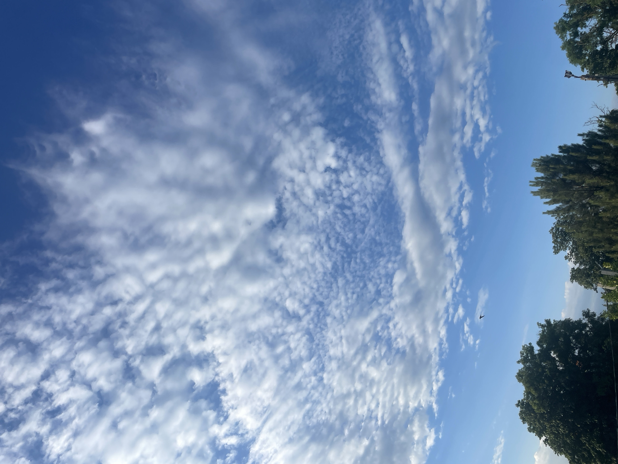A vast expanse of bright blue sky dominates the upper portion of the image, sparsely populated with wispy white altocumulus clouds scattered across the frame. The clouds are thin and feathery, allowing much of the blue sky to show through. In the lower third of the image, the tops of several trees are visible. On the left, a large, dark green deciduous tree with a full canopy takes up a significant portion of the frame. To the right of this, a cluster of thinner, taller evergreen trees are present, with the tops of some reaching higher than the deciduous tree. Further to the right, a bare, thin tree branch with a light fixture attached stands out against the sky. A small, dark silhouette of a bird in flight is visible in the sky above the trees. The bottom edge of the image is cut off, obscuring the ground. The overall impression is a clear day with scattered clouds, viewed from a location with mature trees.