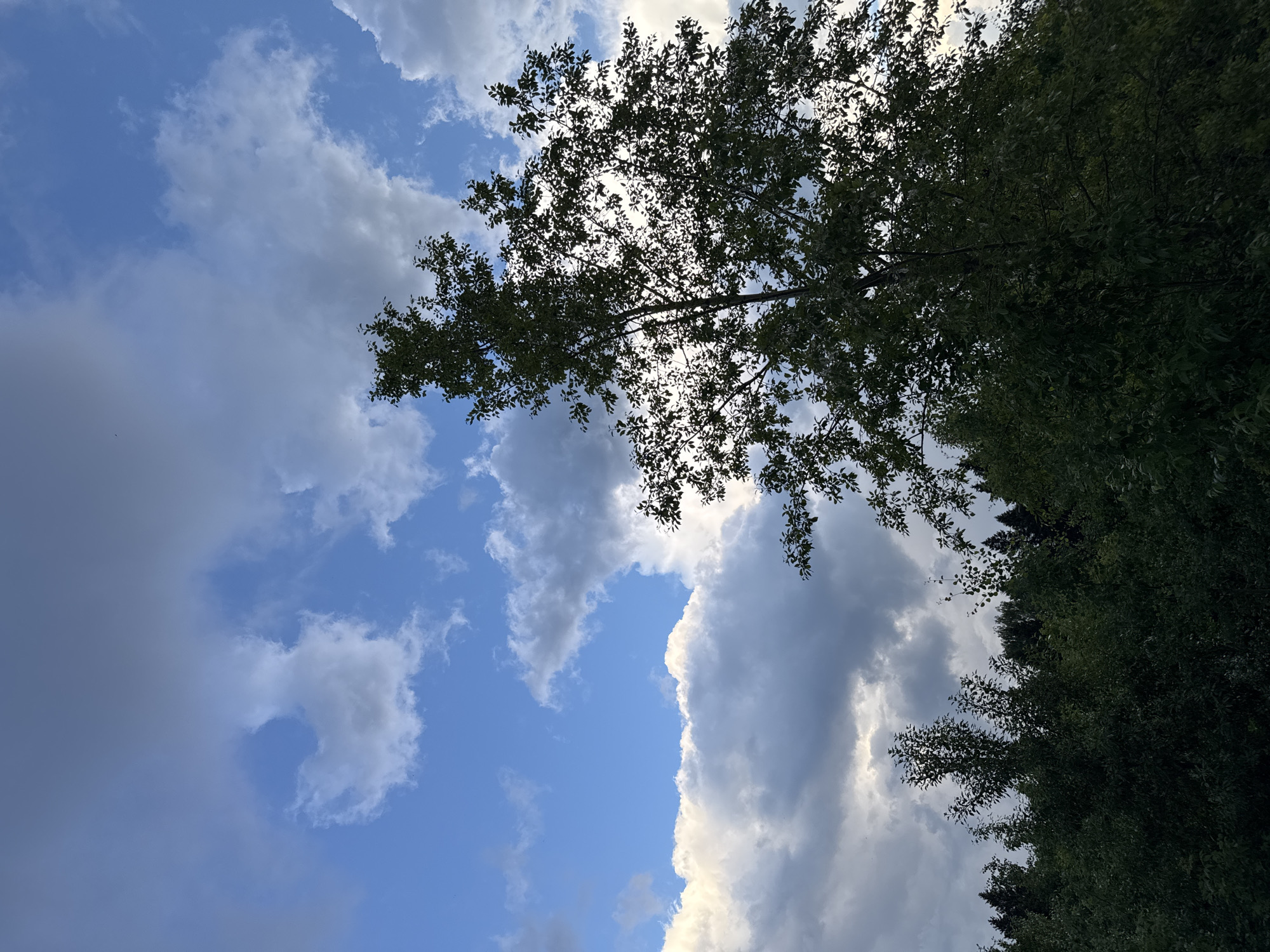 The image depicts a natural scene, likely a park or forest edge, with a backdrop of a dynamic sky filled with both blue patches and dramatic clouds. The foreground is dominated by dense, dark green foliage, forming a thick tree line. Emerging from this foliage and rising into the sky is a silhouetted tree with sparse leaves, allowing the sky to be seen through its branches. The sky exhibits a mix of bright white clouds and darker, more ominous gray clouds, with areas of clear blue sky interspersed. The lighting suggests it may be late afternoon or early evening. There are no people or man-made structures visible. The location is a natural outdoor environment within the city of Perm, Russia.