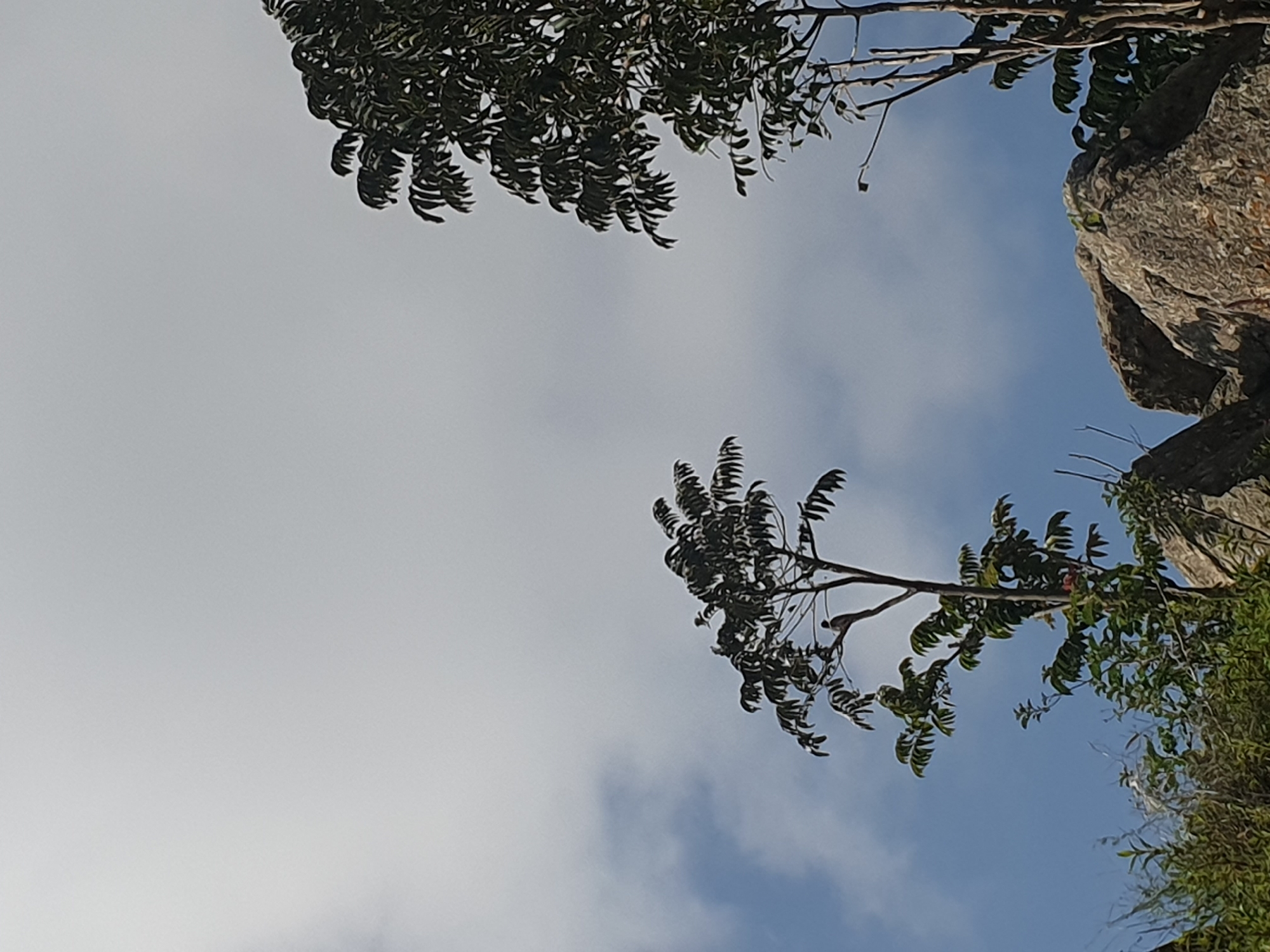 The image depicts a natural scene with two trees silhouetted against a cloudy sky. The tree on the left is thinner with sparse foliage, while the tree on the right is larger and more densely leaved. In the foreground, a rocky outcrop is visible, with some vegetation growing around its base. The environment appears to be outdoors, possibly a hilly or mountainous area. There are no people or discernible man-made structures in the immediate vicinity of the trees or rocks. The sky is overcast with patches of blue visible, suggesting a partly cloudy day. The lighting indicates it is daytime.