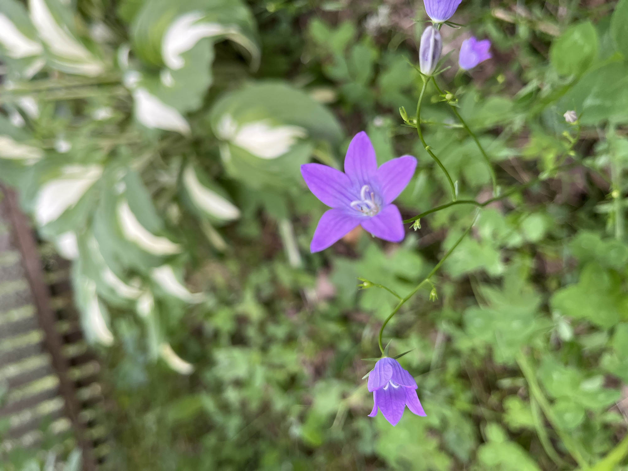 This is a close-up, vertical, medium shot of purple bell-shaped flowers and some variegated hosta leaves in Starye Politsy, Russia. The main subject is a stem of bellflowers with three flowers visible, one prominently in the center. The largest flower, in the foreground, is open with five pointed petals and visible white stamens. Below it, a smaller, closed bud hangs downwards. Another flower, partially visible at the top of the frame, appears to be a bellflower as well, but is out of focus. The flowers are a vibrant purple, contrasting with the muted green and white of the surrounding foliage.
To the left of the bellflowers, large hosta leaves with white variegation dominate the background. Their smooth, broad surfaces are slightly out of focus, creating a soft backdrop. The ground is covered with green foliage and a hint of a brown wooden fence or grate is visible in the lower left corner. The overall impression is a garden setting, likely in daylight, with a natural, serene ambiance. The shallow depth of field emphasizes the delicate beauty of the flowers, blurring the background to draw attention to their form and color. No text is visible in the image.
