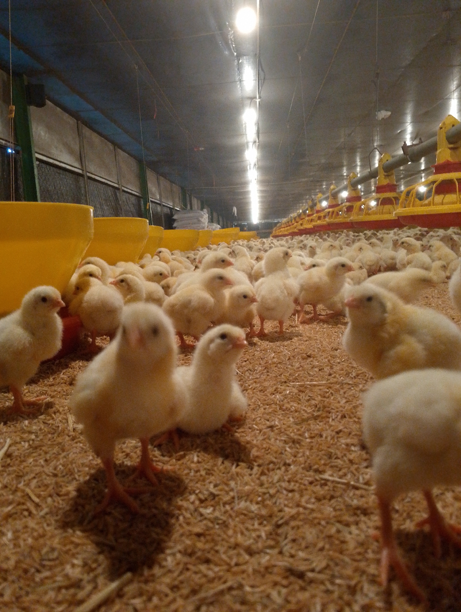 The image depicts a large group of yellow chicks gathered on a bedding of wood shavings inside a dimly lit chicken coop. The coop has a dark ceiling with rows of overhead lighting fixtures, and along the sides are yellow feeders and other equipment. The chicks are the primary focus, with several in the foreground, some in sharp focus and others blurred due to the shallow depth of field. The background shows many more chicks stretching back into the distance, creating a sense of scale. This scene is characteristic of a poultry farm, potentially located in the city of Tomohon, Indonesia, a region known for its agricultural activities. The overall impression is one of a large-scale operation focused on raising young poultry.