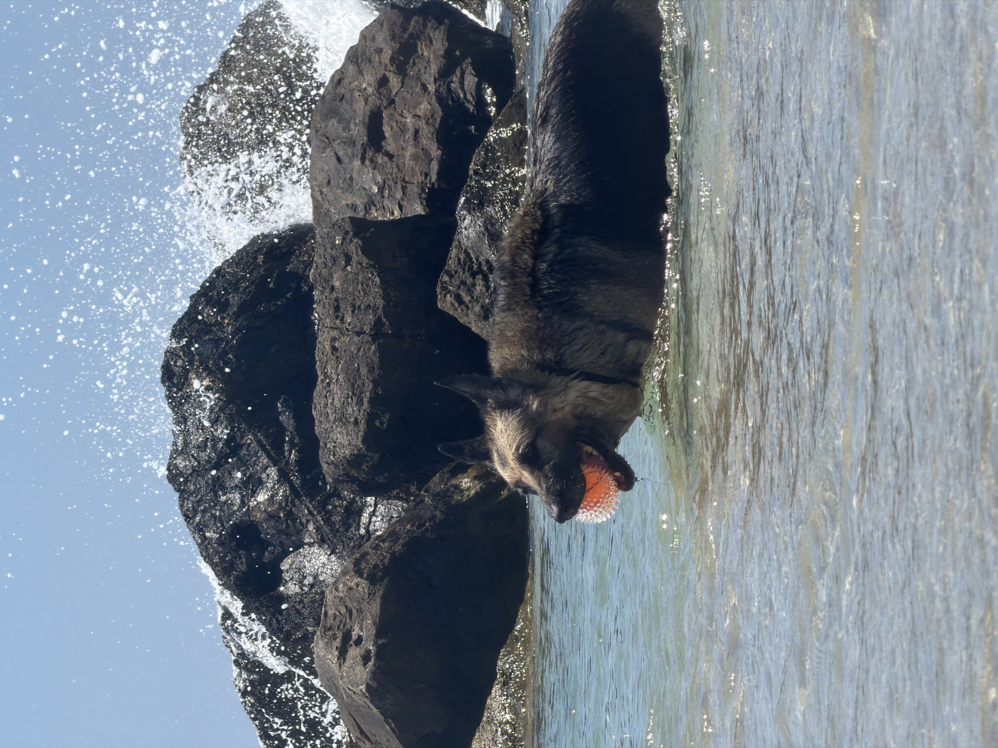 A German Shepherd dog with a spiky orange ball in its mouth stands in clear, shallow ocean water near large, dark rocks. Waves are crashing against the rocks in the background, creating a spray of white water against a clear blue sky. The dog appears to be looking to the right. The scene is likely the coast of Haifa, Israel, known for its rocky shores and beaches.