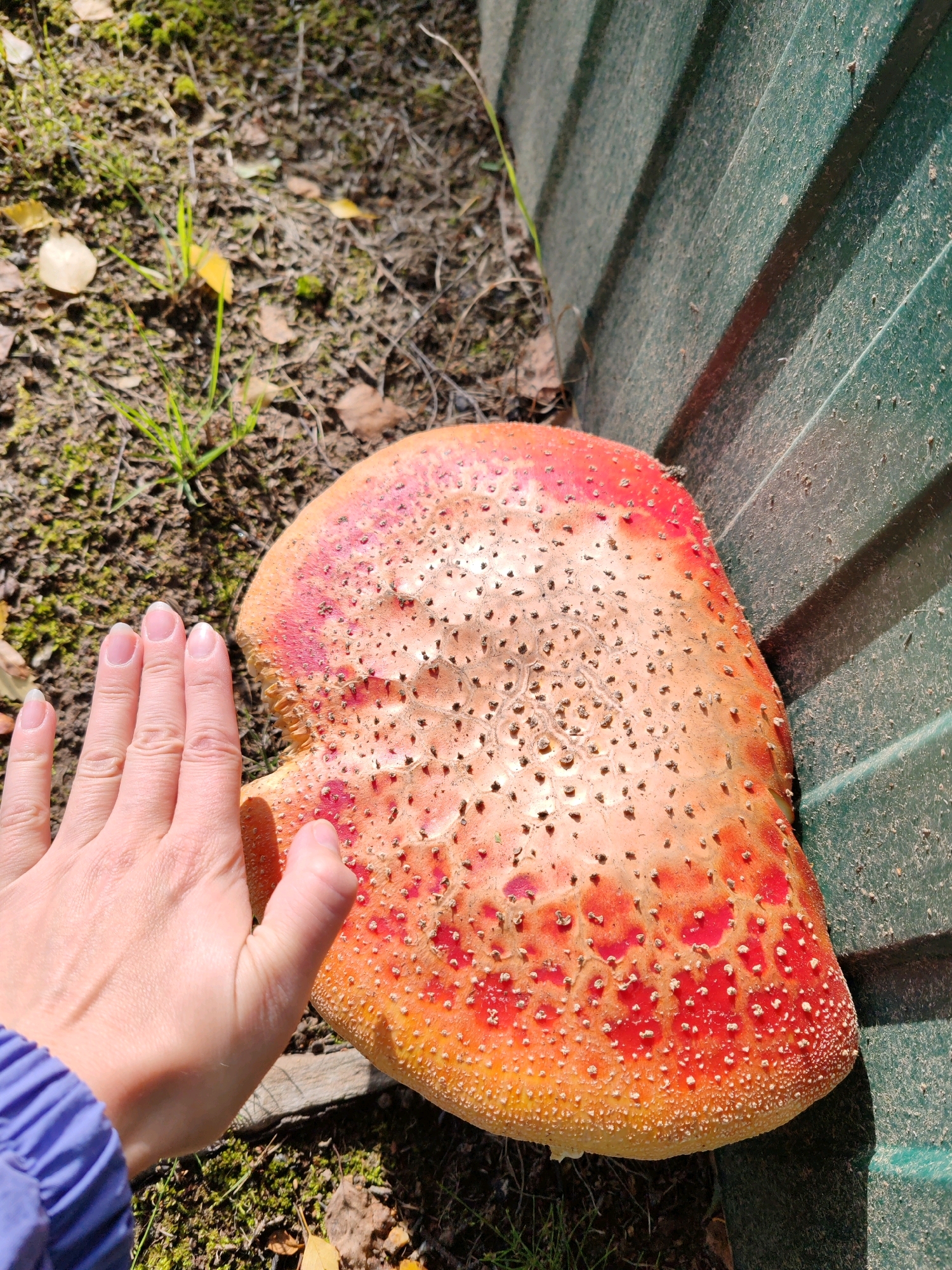 A hand with pale skin and manicured nails is held next to a large, red-and-orange mushroom with white spots, which is leaning against a ribbed green fence. The mushroom's cap is visible, and it appears to be growing in an area with patchy moss, dry leaves, and thin green grass. The ground is composed of dark soil. The lighting suggests it is daytime. The scene is located in the city of Chukhloma, Russia.
