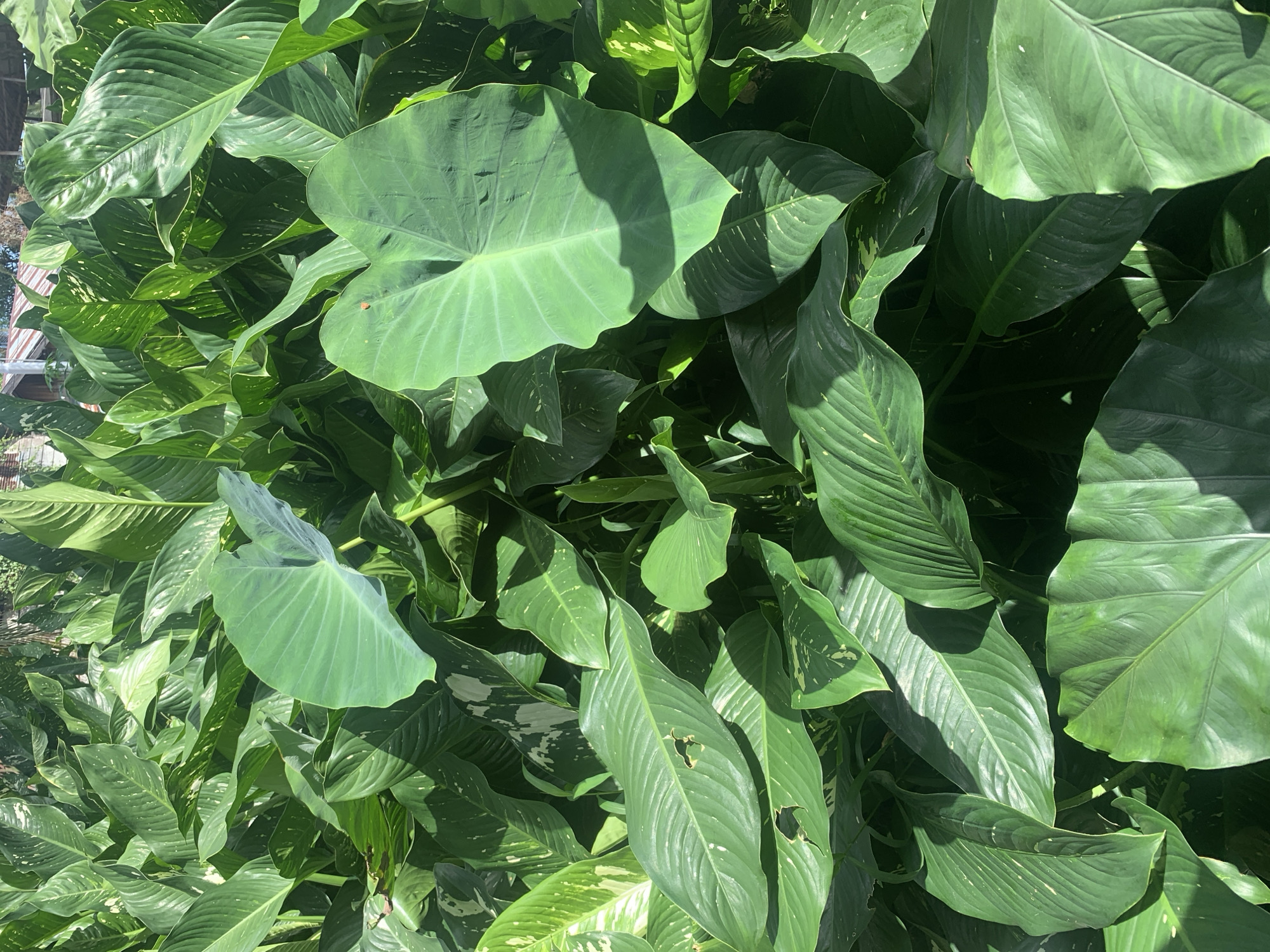 A dense, verdant cluster of tropical plants, predominantly featuring large, glossy green leaves, fills the frame. The foliage is thick and lush, with varying leaf shapes, including broad, heart-shaped leaves of what appears to be taro, and elongated, lanceolate leaves with distinct venation. Some of the larger leaves exhibit white or pale green variegation. Sunlight casts dappled shadows across the leaves, highlighting their texture and form. In the background, hints of a structure with a corrugated metal roof, possibly a building or shelter, are visible through the leaves, suggesting an outdoor setting. The overall impression is one of abundant natural growth. The scene is characteristic of the tropical climate found in Kuala Pembuang, Indonesia, where such lush vegetation is common in gardens, parks, and natural areas.