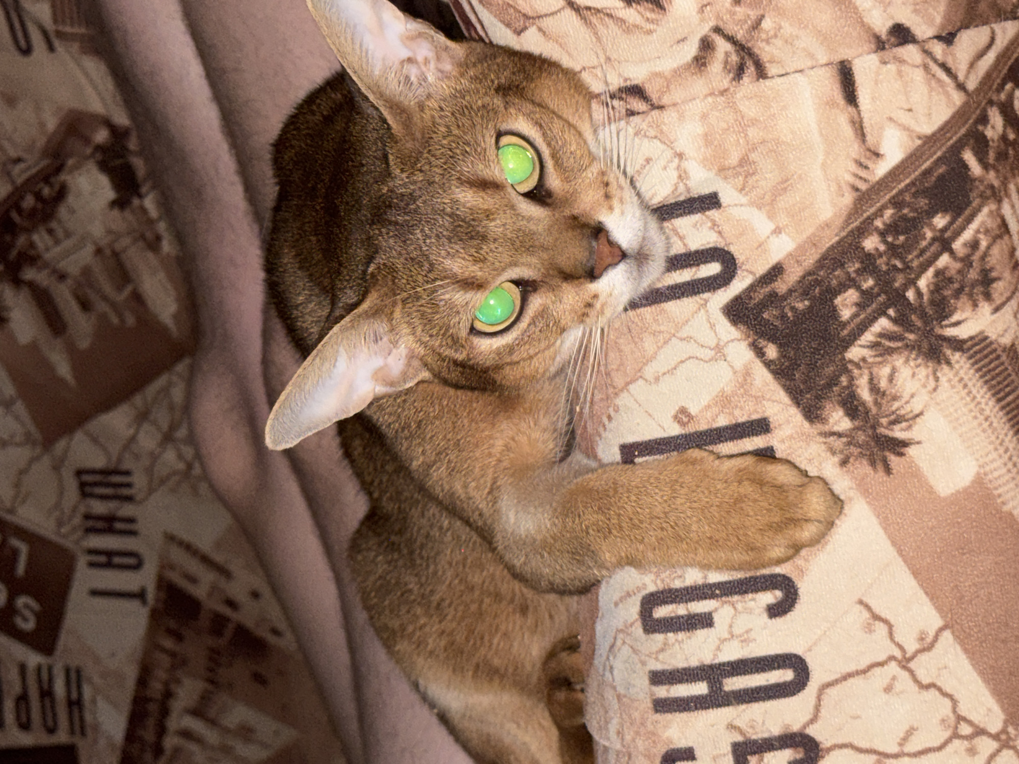 A reddish-brown, short-haired domestic cat with bright green, reflective eyes lies prone, facing the camera directly. Its front paws are extended forward. The cat is positioned on a patterned, light-colored fabric surface, likely a blanket or upholstery, which features dark brown text fragments and monochrome illustrations. Partially visible inverted text includes "WHAT", "HAPP", and "SLO", alongside other unidentifiable fragments. Illustrations include abstract lines resembling maps and depictions of palm trees. Behind the cat, a human limb (likely a leg or arm) covered in a plain, light brown fabric is visible. The scene is illuminated by an on-camera flash. This indoor scene is located in Chaikovsky, Russia.