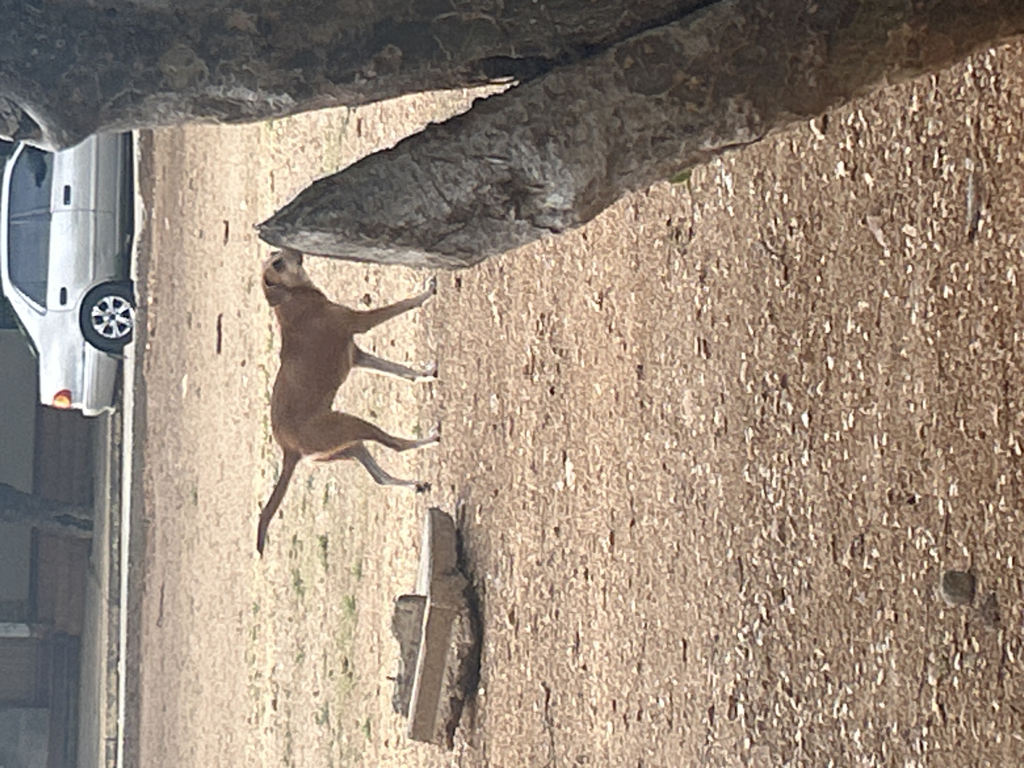 A medium-sized, light brown dog is standing in a dirt lot, facing right, with its tail raised. In the background, a silver sedan is parked. A large tree trunk is in the foreground on the right side of the image. A broken concrete structure is visible to the left of the dog. The ground is covered in dry dirt and small stones, with sparse patches of green grass. The image appears to be taken in Santa Ana, Venezuela, based on the provided context.