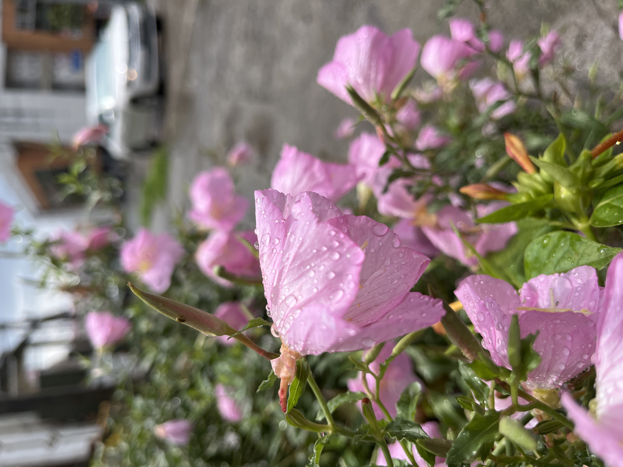 A close-up, low-angle shot captures a cluster of delicate pink flowers, possibly Evening Primroses, adorned with numerous water droplets. The petals are soft and slightly translucent, with some showing signs of wilting. The foreground is dominated by the flowers and their green foliage, with a shallow depth of field rendering the background blurred. In the mid-ground and background, a street scene unfolds. A silver sedan is visible, driving on a wet asphalt road, suggesting it has recently rained or is still raining. Buildings, appearing to be of urban architecture with brick and white facades, line the street. The sky is overcast, contributing to the diffused light. The image evokes a sense of post-rain freshness in a city environment, possibly Poti, Georgia, given the context.