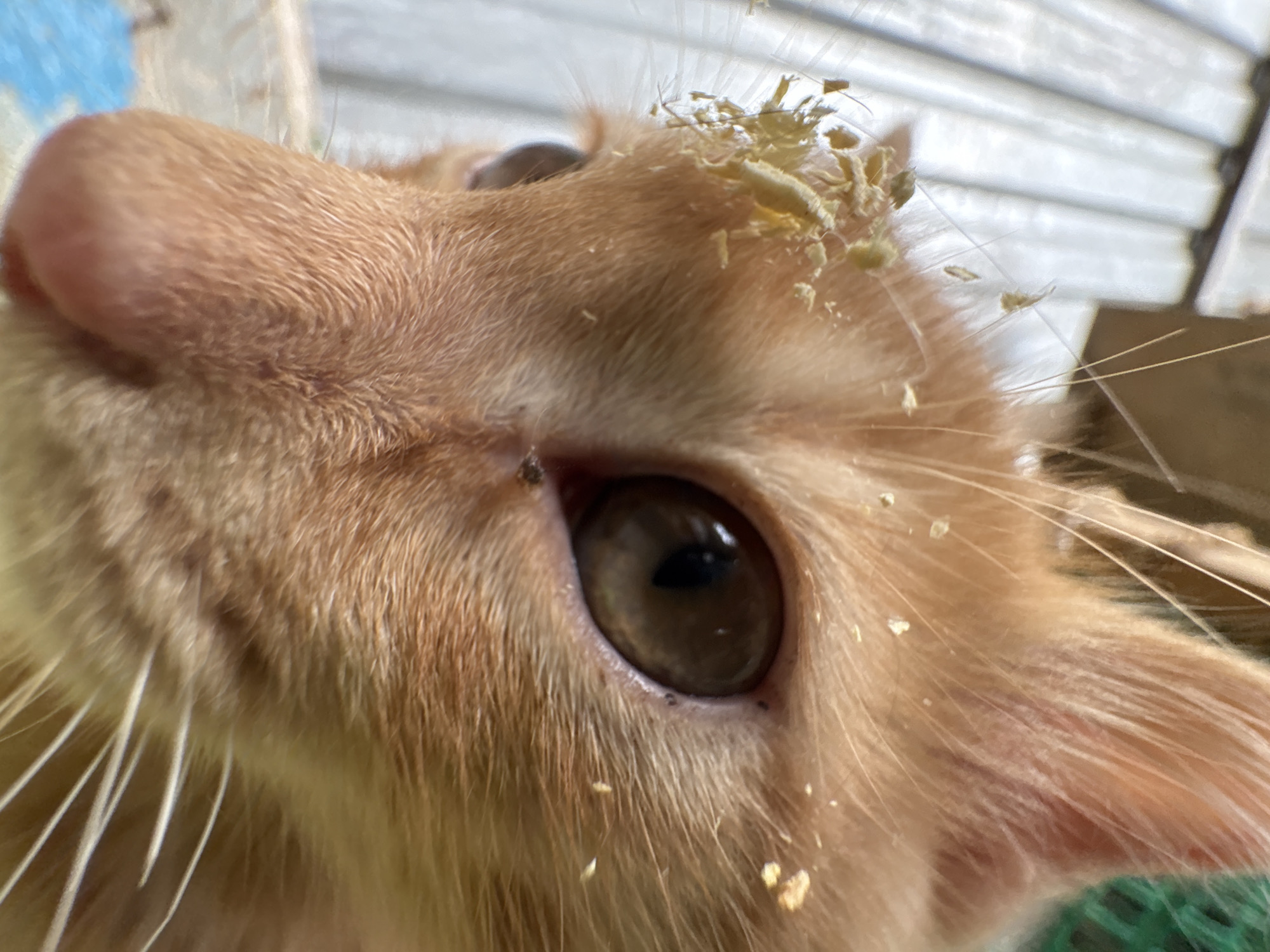 A close-up, eye-level, indoor shot focuses on the face of an orange tabby kitten. The kitten's fur is a light orange, and its large eye, with a dark pupil, is looking slightly to the left. Small specks of yellow debris are scattered across its forehead, between its eyes, and on its ear. The background is blurred, but appears to be a light-colored, ribbed surface on the left and a green mesh on the right. The image does not contain any information or context related to the city of Almaty, Kazakhstan.