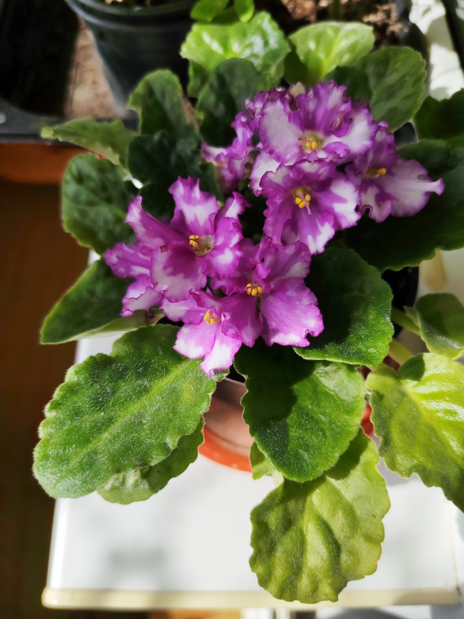 A close-up, high-angle shot depicts an African violet plant in bloom. The plant features ruffled, variegated purple and white flowers with yellow centers. Its dark green, textured leaves are healthy and lush. The plant is potted in what appears to be a terracotta pot, resting on a white surface, likely indoors. The image shows good lighting, highlighting the details of the plant's texture and color. The location is not discernible as Izhevsk, Russia, or any other specific location from this image.