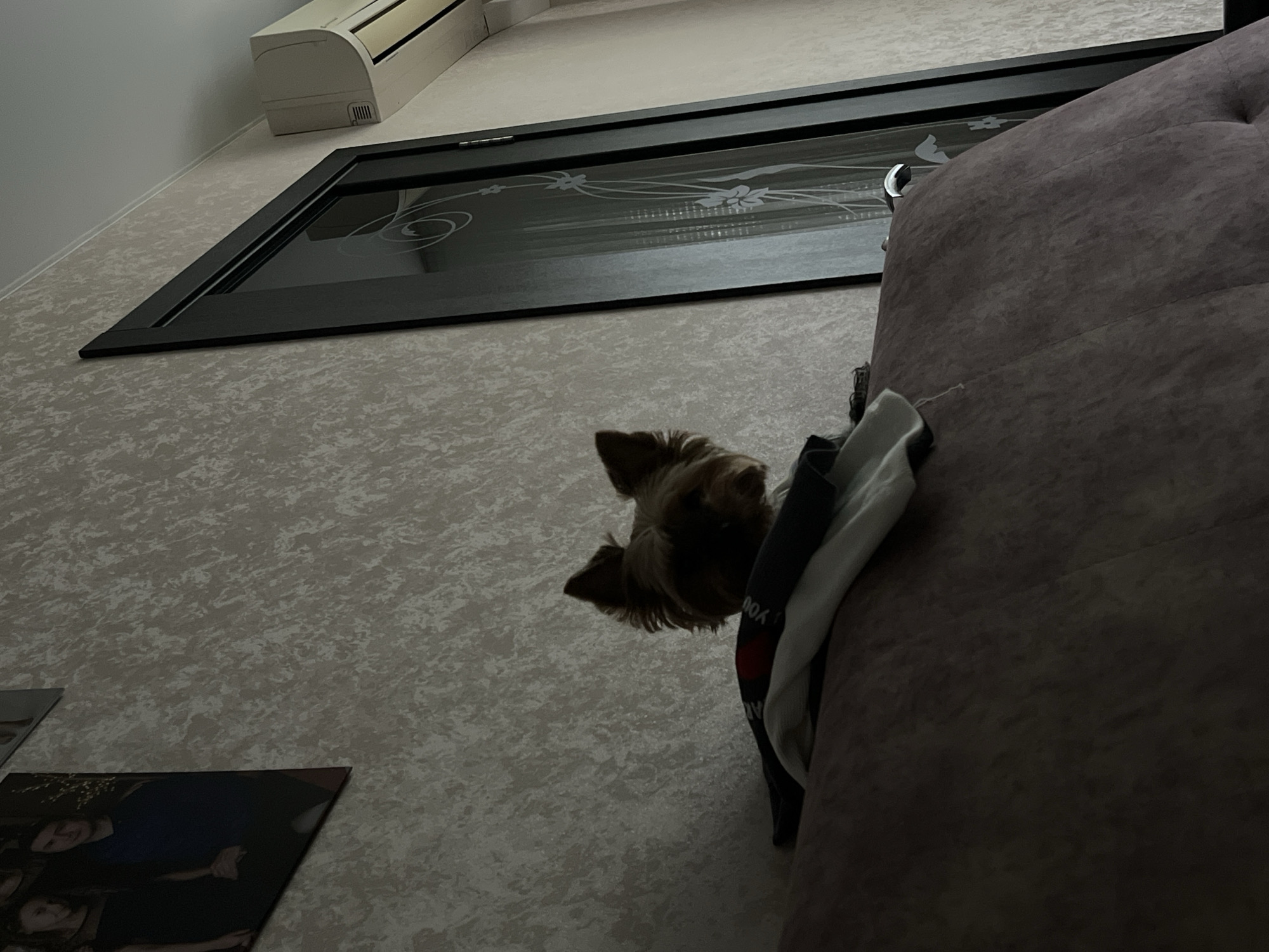 The image depicts an indoor scene within a residence, located in Chaikovsky, Russia, characterized by subdued lighting. In the midground, a small Yorkshire Terrier-type dog with tan and dark brown fur and erect ears is visible, peering over the top of a dark upholstered sofa or armchair. On the furniture, directly in front of the dog, folded items of clothing are present, including a light-colored base layer and a darker garment partially obscuring it, with a red detail faintly visible on the latter. The background wall features light-colored, textured wallpaper. A framed photograph, positioned on the upper left, displays two individuals: a dark-haired female in a dark outfit and a dark-haired male in a blue shirt. To the right, a dark-framed door with a clear glass panel etched with a swirling floral design is closed. Above the door and to the right, a white air conditioning unit is mounted high on the wall. A thin white molding line delineates the ceiling. The scene is dimly illuminated, with shadows casting over the foreground and the dog's face.
