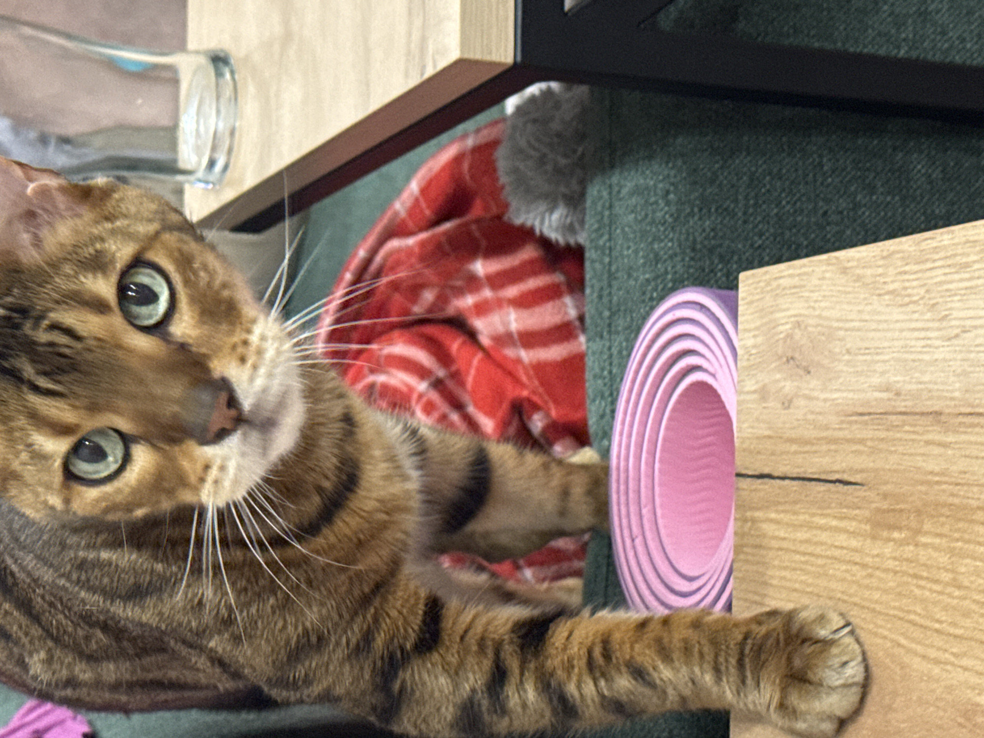 An outdoor, full shot shows a Bengal cat standing on a wooden surface, with its front left paw extended over the edge, just above a pink yoga mat. The cat is looking directly at the viewer with bright green eyes and its tail is not visible. In the background, there is a red and white plaid blanket, and a glass cup on a wooden table. The cat is in the process of stepping forward onto the wooden surface.