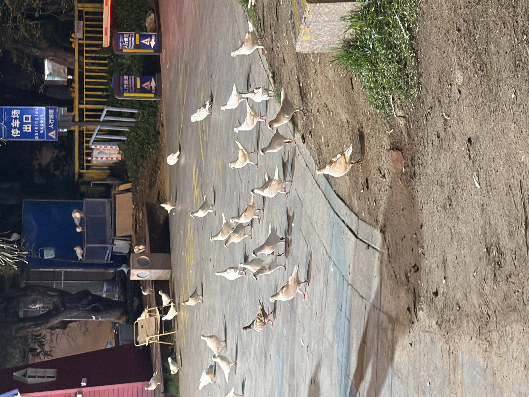 The image depicts an outdoor scene, likely a public space in the Jiyang District of China, at night or in low light conditions. A flock of pigeons is present on a paved area bordering a dirt and grass patch. The pigeons, mostly light-colored, are scattered across the ground, some standing, others in motion. In the background, there are elements of urban infrastructure including a yellow barrier, traffic control signs for a parking lot and pedestrian walkways, and a red-and-white striped pole. A red structure with an arched entrance and a window is visible on the left, and a metal chair and a trash receptacle are positioned near it. Further back, a dark-colored tree stands with some foliage. The lighting suggests artificial illumination.
