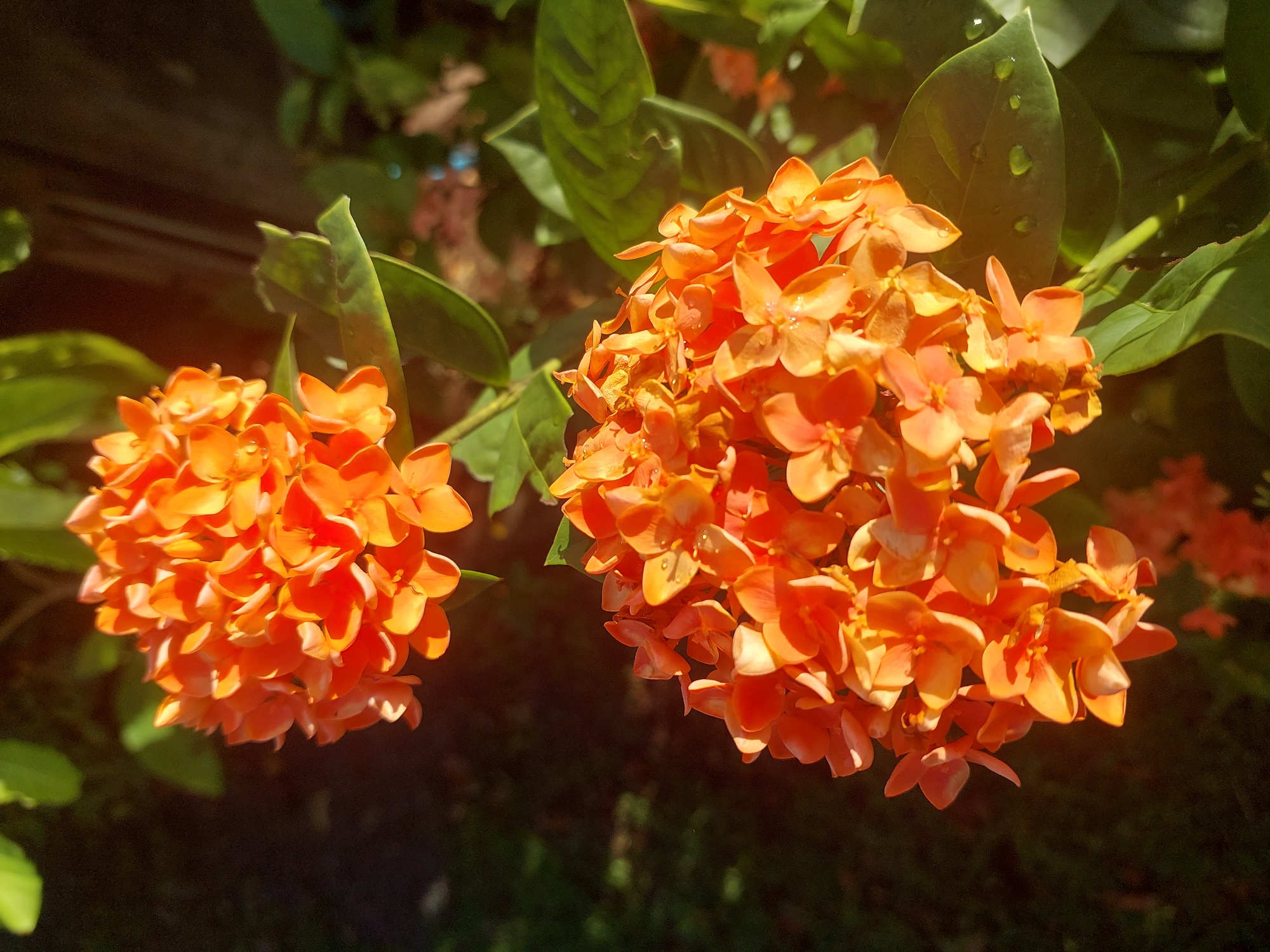 This media file shows two clusters of bright orange Ixora flowers, also known as flame of the woods, set against a backdrop of green foliage. The flowers are small and densely packed, with a few water droplets visible on the petals, suggesting recent rain or dew. The lighting indicates it is daytime, possibly morning or late afternoon, as the sun casts a warm glow on the blossoms and highlights their texture. The leaves are a deep green, some appearing glossy, and the overall setting suggests an outdoor garden or natural environment. In the background, a blurred dark area could be soil or other vegetation, with hints of lighter hues suggesting more flowers or other plants in the distance. The image has a shallow depth of field, drawing focus to the vibrant orange flowers in the foreground. The location context provided is Baan Mae Nam, Thailand, which aligns with the tropical appearance of the Ixora flowers. No people or text are visible in the image. The overall mood is one of natural beauty and tranquility, enhanced by the warm sunlight and vibrant colors.