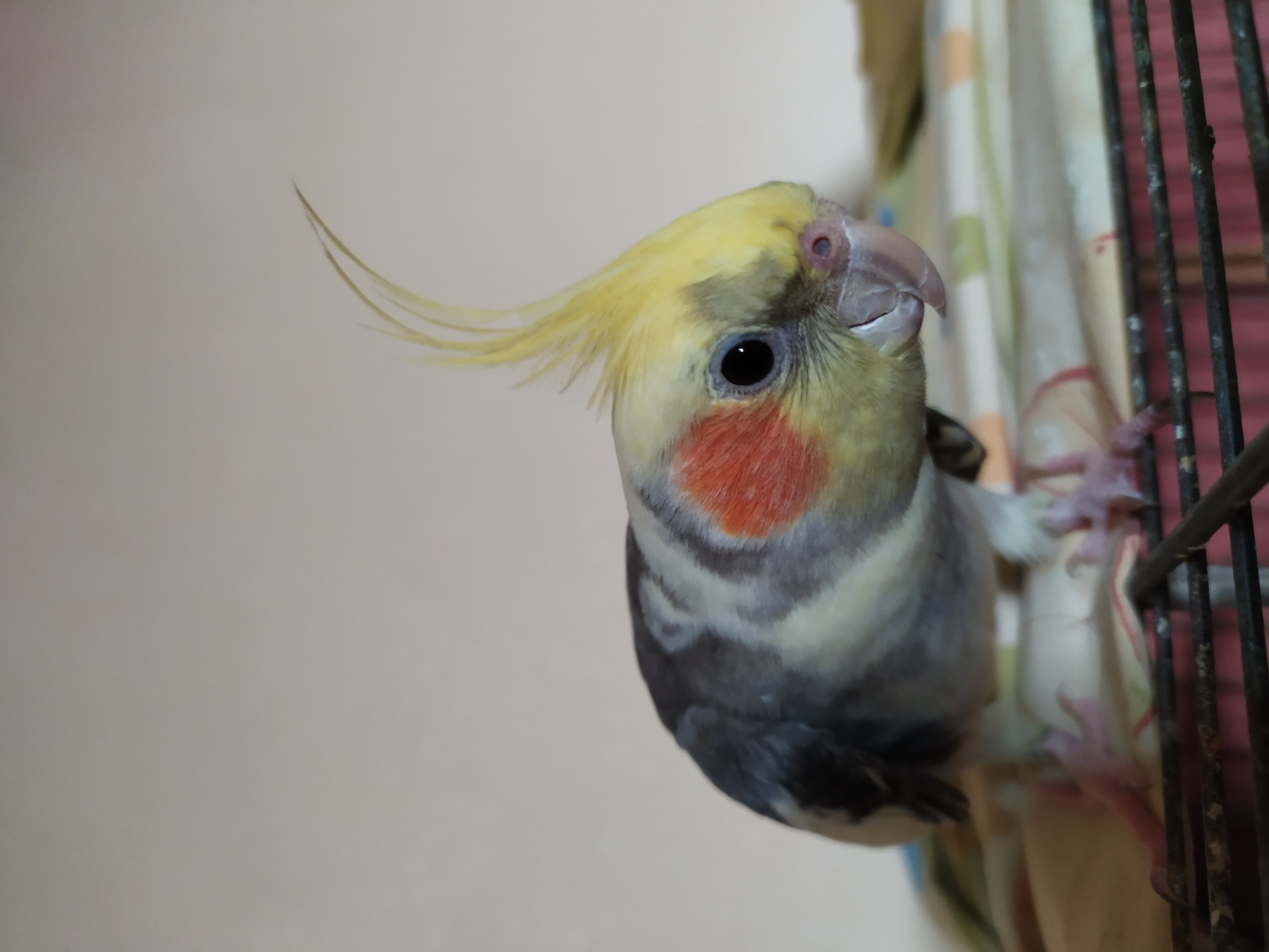A cockatiel with yellow crest and orange cheeks is perched on a cage in an indoor environment. The bird is facing to the right with its head slightly tilted. The background is a plain, light-colored wall. The image does not provide any information about the city of Bilajari, Azerbaijan.