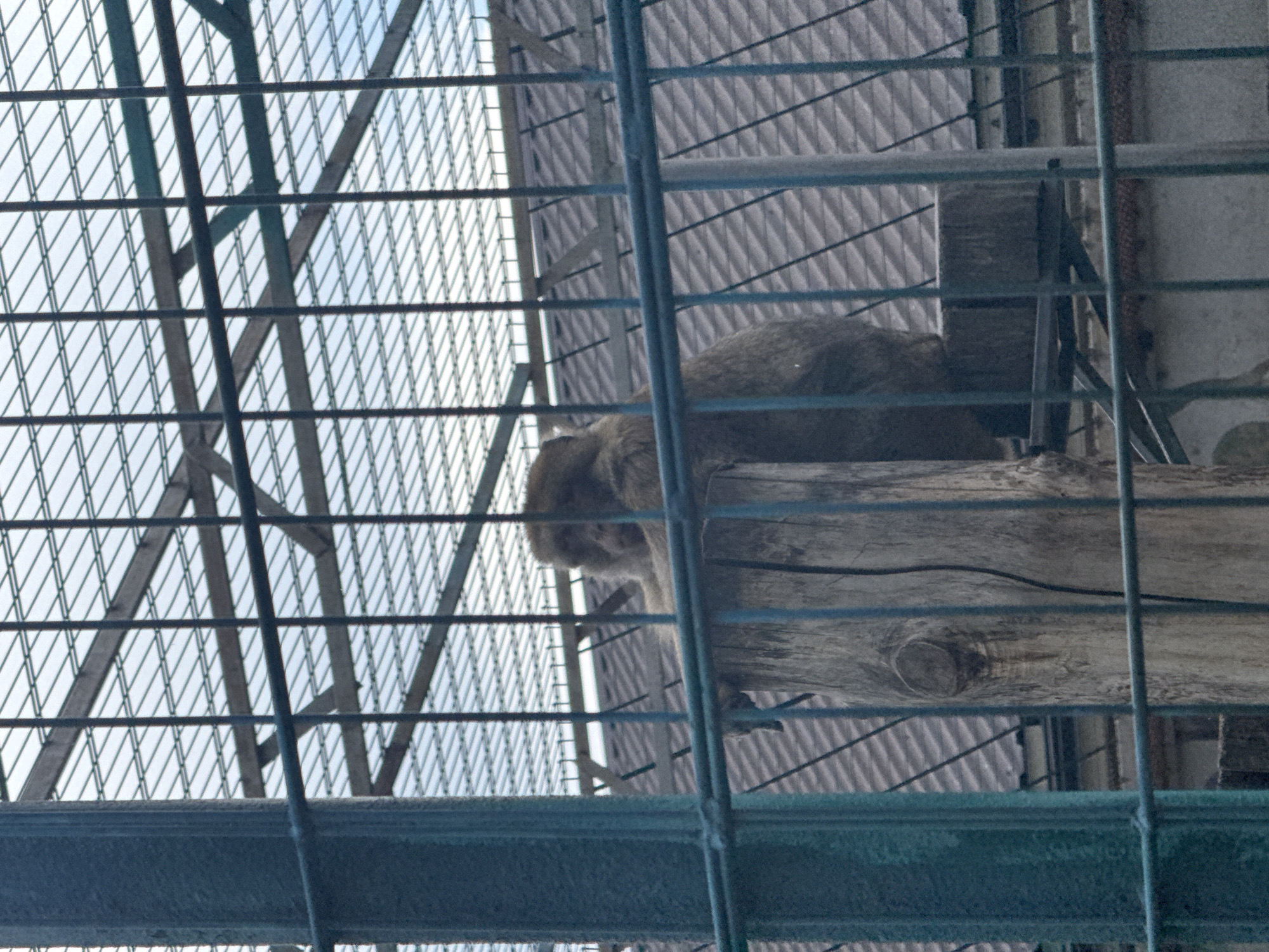 A Barbary macaque sits on a wooden post within an enclosure, viewed through a metal fence. The macaque is positioned in the center-right of the frame, with its body facing mostly away from the viewer. Its fur is brown and appears thick. The wooden post is rough and weathered, with a knot visible on its surface. Behind the enclosure, a building with a tiled roof is visible. The sky above is overcast. The location is identified as Zaliznychne, Ukraine.