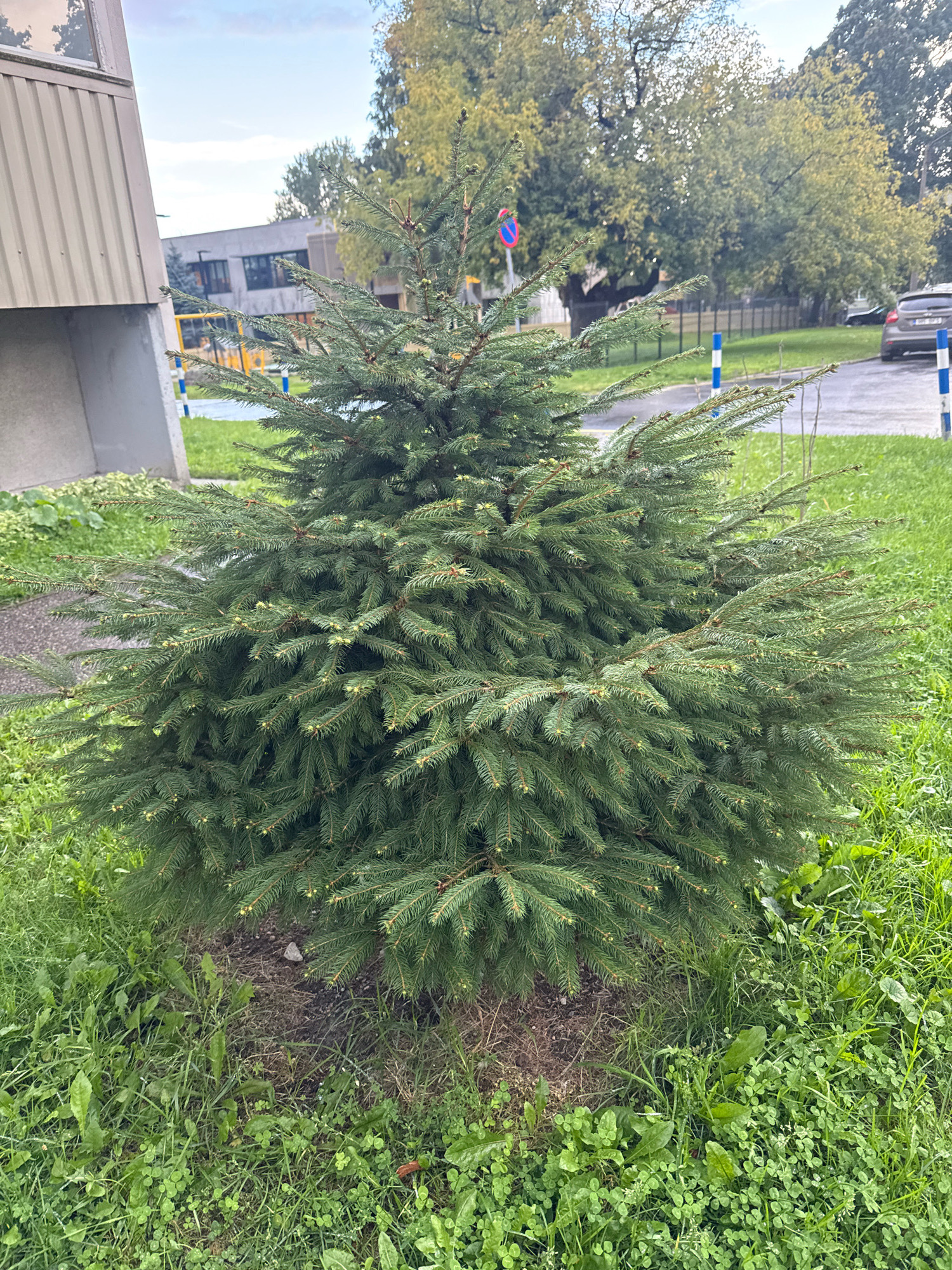 In Tallinn, Estonia, a small, dense evergreen tree stands prominently in the foreground. Its branches are a deep green, with numerous short, pointed needles. The tree is situated on a patch of bare earth and grass, surrounded by more lush green grass. In the background, a modern building with a light-colored, corrugated facade is visible to the left. Beyond that, a playground structure with yellow and blue elements can be seen. Further in the distance, trees with green and yellowing foliage suggest it is autumn. A paved area, likely a parking lot, is present, with a grey car parked on it. Blue and white striped poles are spaced along the edge of the paved area. A circular red and white sign is visible on a pole in the background. The sky is overcast with patches of blue.