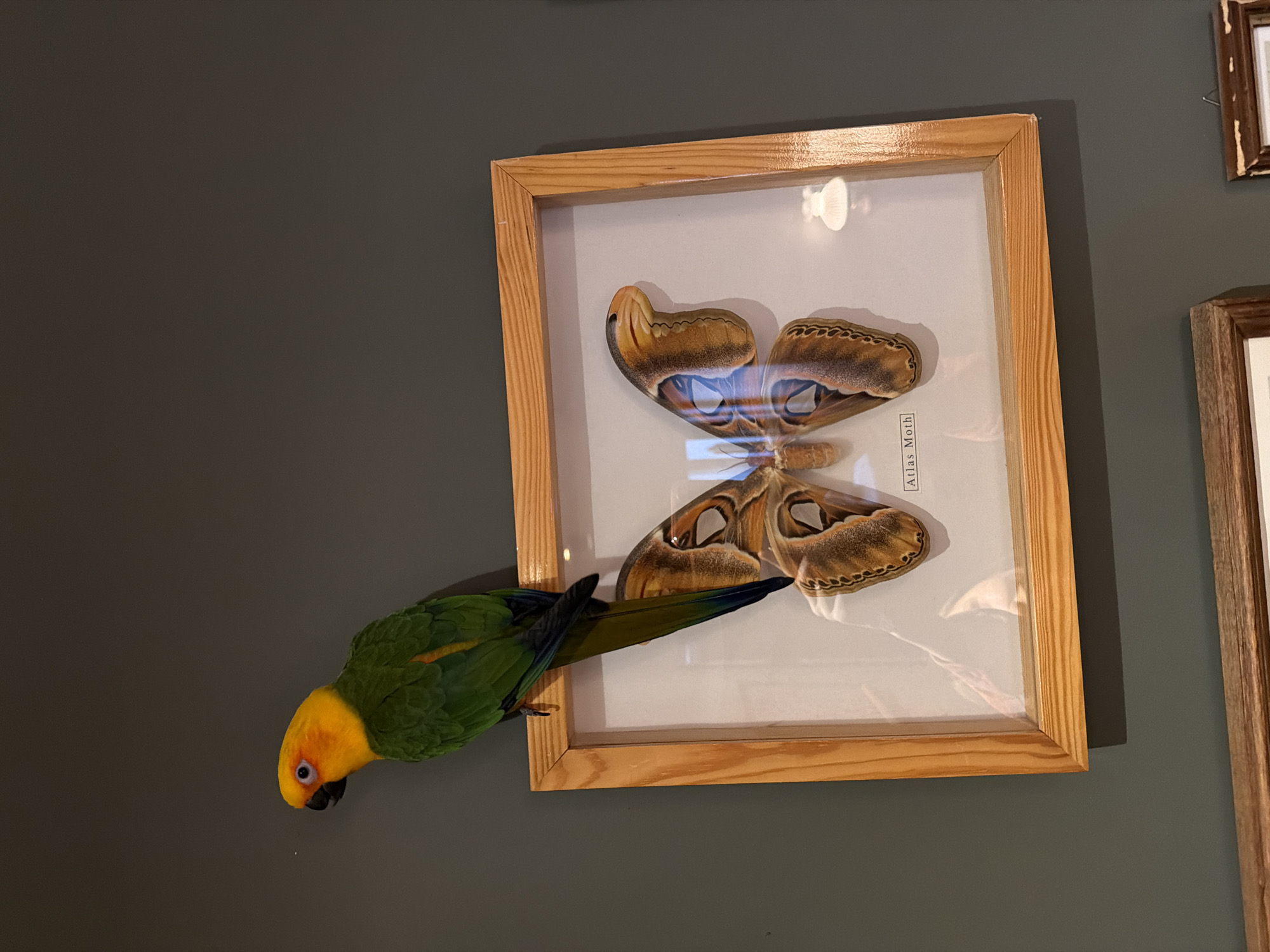The image captures a vibrant green and yellow parrot interacting with a framed display of a large moth on a dark gray-green wall.
**Subjects:** The main subjects are a colorful parrot, likely a Sun Conure, and a framed Atlas Moth. The parrot has a bright yellow head and chest, with green feathers covering its back, wings, and part of its tail, which also shows hints of blue. The Atlas Moth, scientifically known as *Attacus atlas*, is large with intricate brown, orange, and white patterns on its wings, and is preserved and mounted on a white background within a light wooden frame. A smaller, darker framed object is partially visible on the wall to the right.
**Activity or event taking place:** The parrot is positioned on the wall, its head tilted downwards, appearing to closely observe or inspect the framed Atlas Moth. Its posture suggests curiosity or direct engagement with the display.
**Notable details:** The scene is indoors, as indicated by the wall and framed art. Reflections on the glass of the moth display suggest artificial lighting. The wall is a solid, dark, muted gray-green. The parrot's keen focus on the moth creates an intriguing dynamic between the living bird and the preserved insect. The visible label "Atlas Moth" confirms the species displayed. There are no explicit cues for the time of day or weather.
**Visible text:** The label within the moth's frame clearly reads "Atlas Moth".
The location context for this media file is Khimki, Russia.